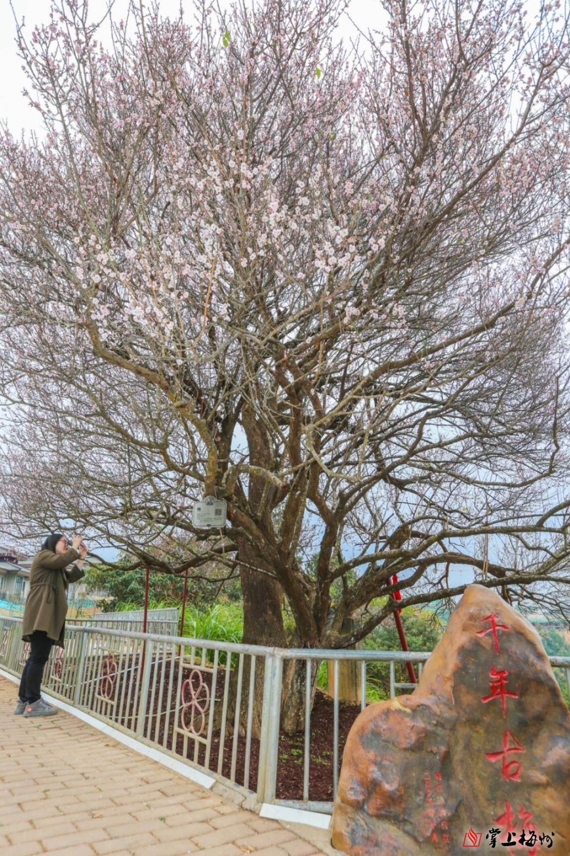 为国家一级古树,乃广东树龄最长之古老花梅,编入《中国梅花