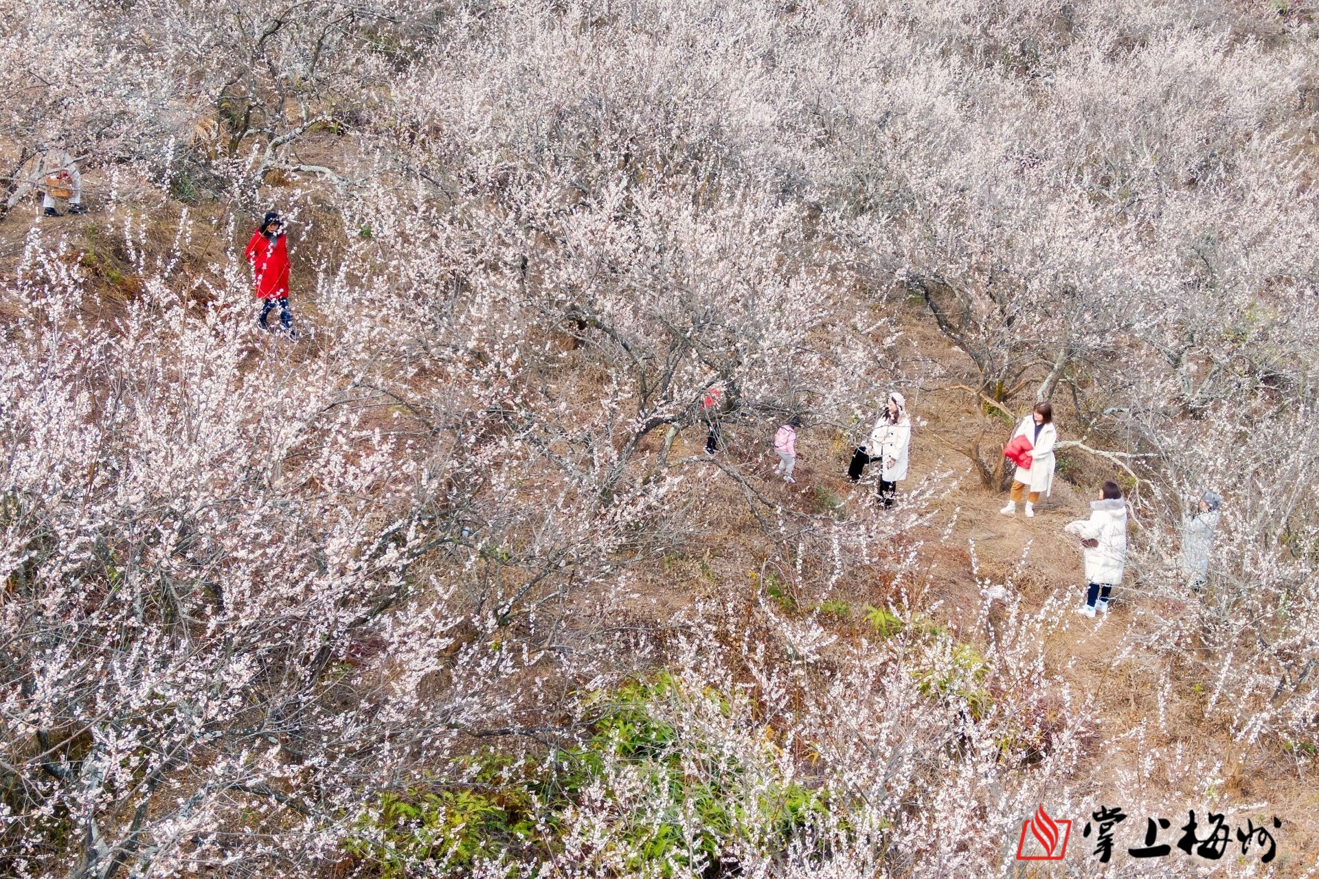 这里漫山梅花海如雪,等你来遇见._掌上梅州