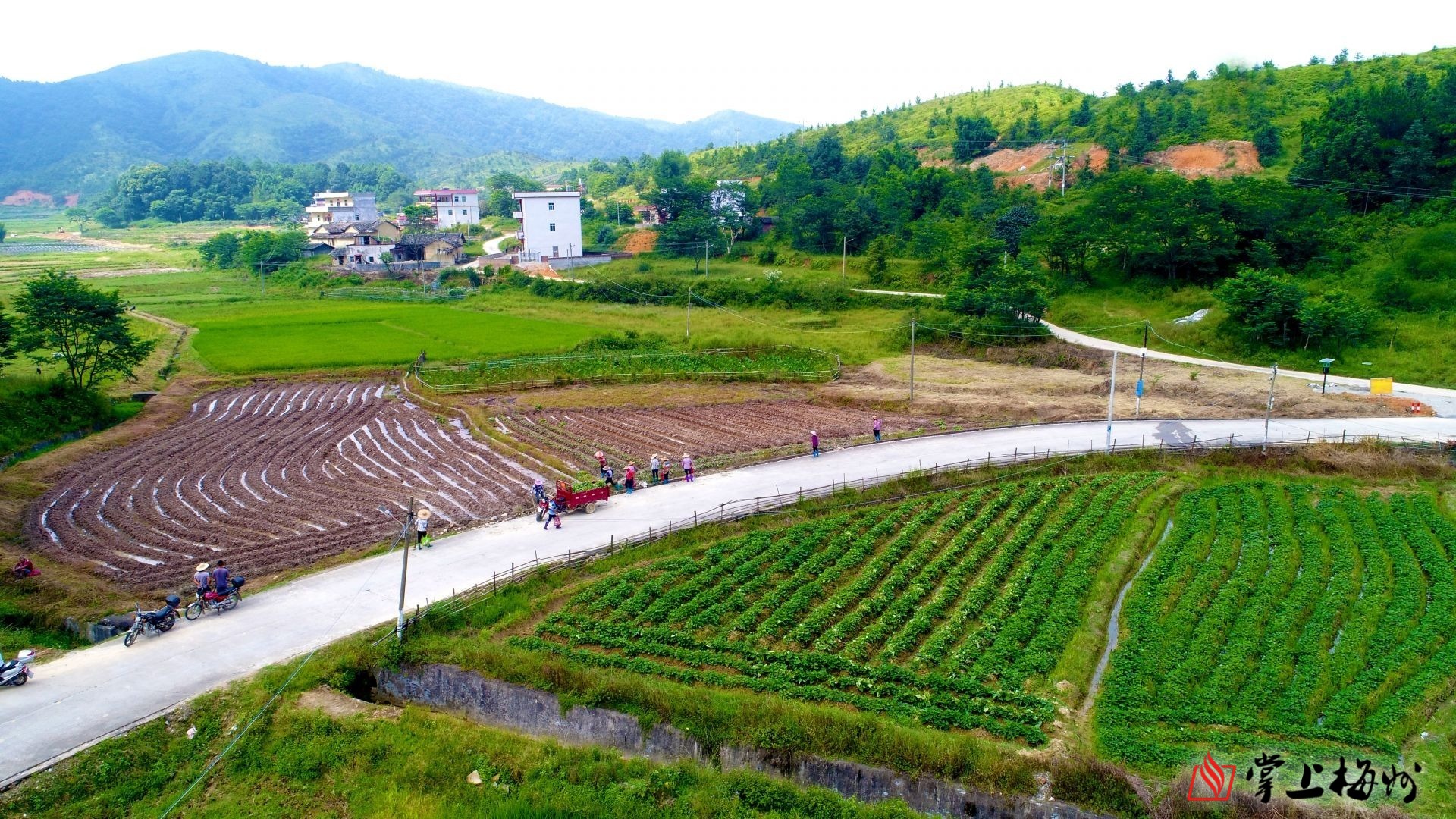郭田镇的高山红薯种植基地为当地村民带来了务工,土地出租两份收入.