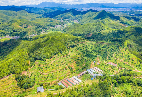 土鸡、土猪、土鸭...丽园农场喊你吃土货啦~
