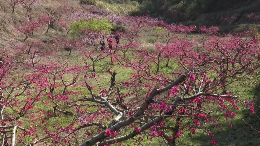 漫山的鷹嘴桃花十分靚約麼就在平遠八尺