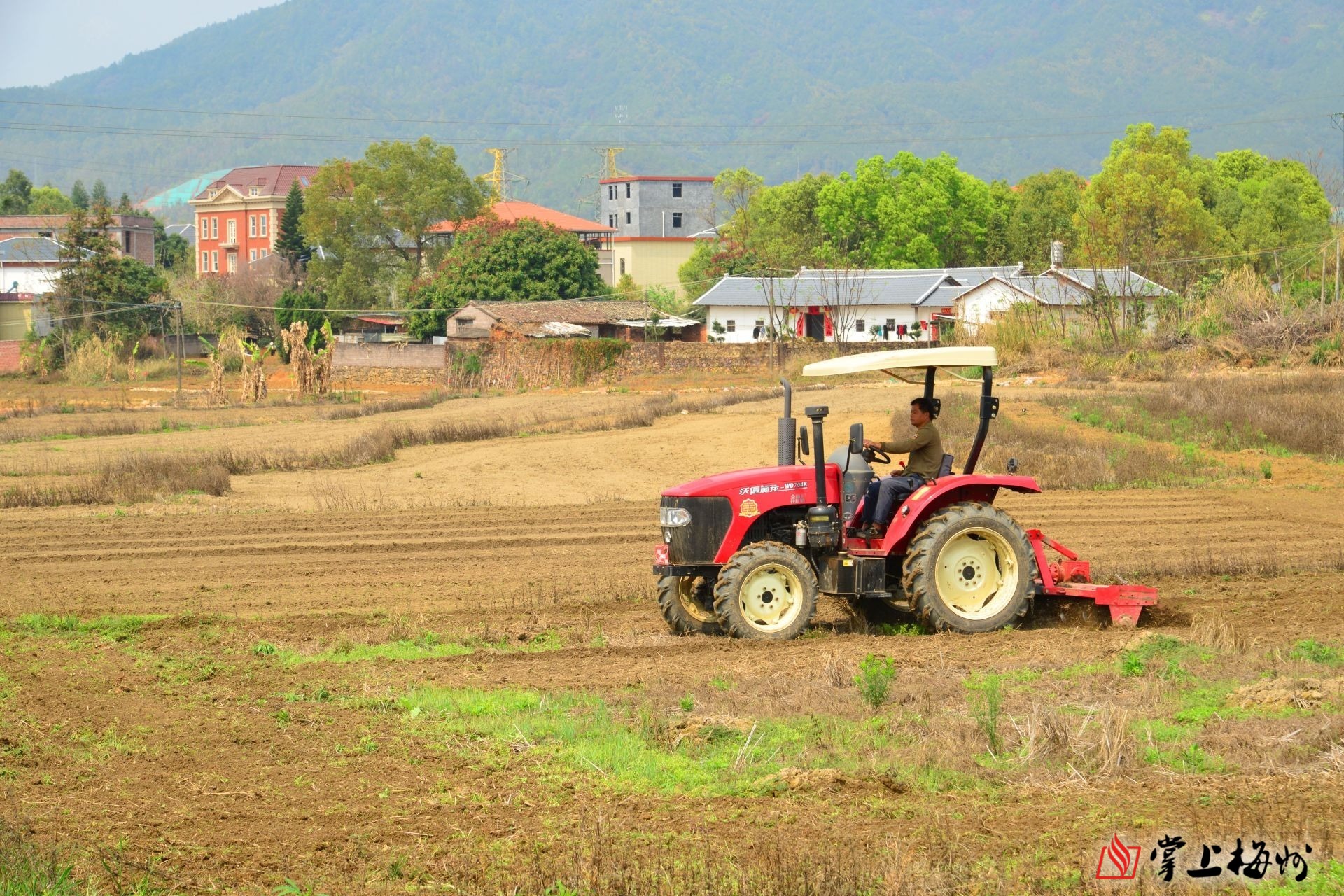 在大柘镇黄沙村,农民操纵犁田机穿梭田间.