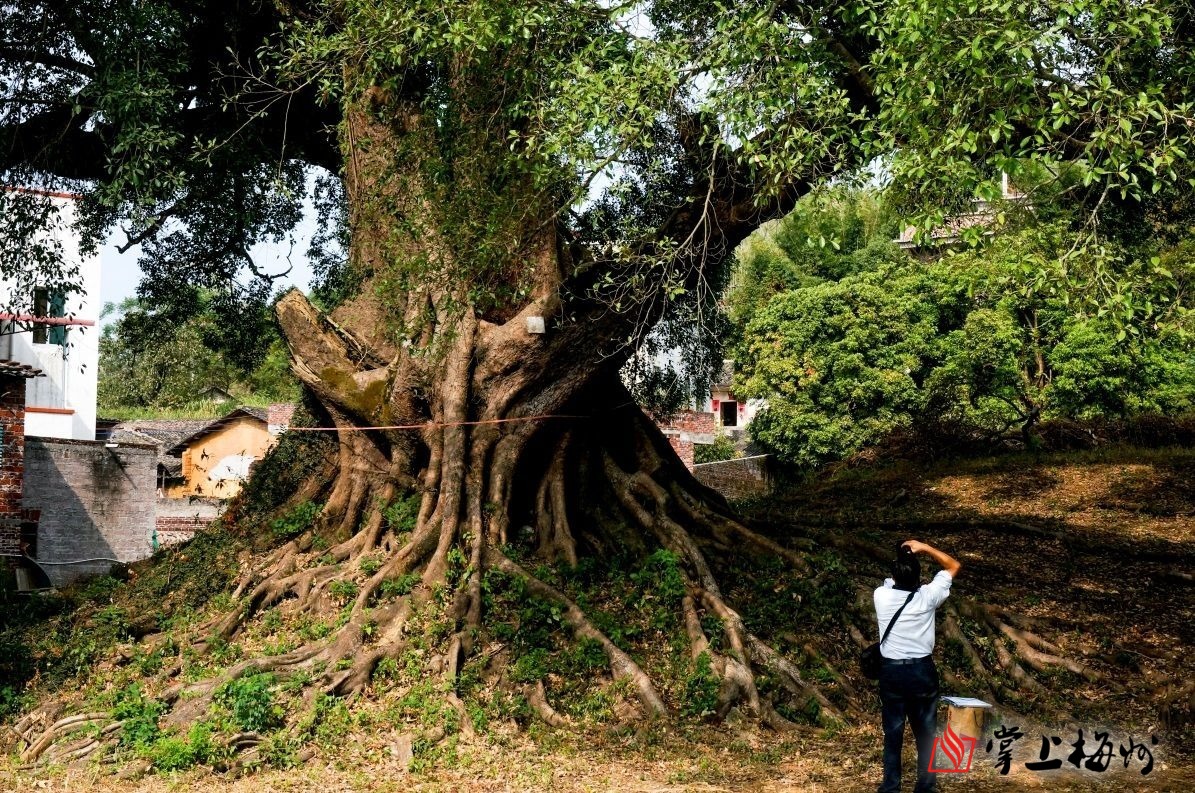 梅州市最美古树名木之榕树平远县大柘镇梅东村榕树雅榕