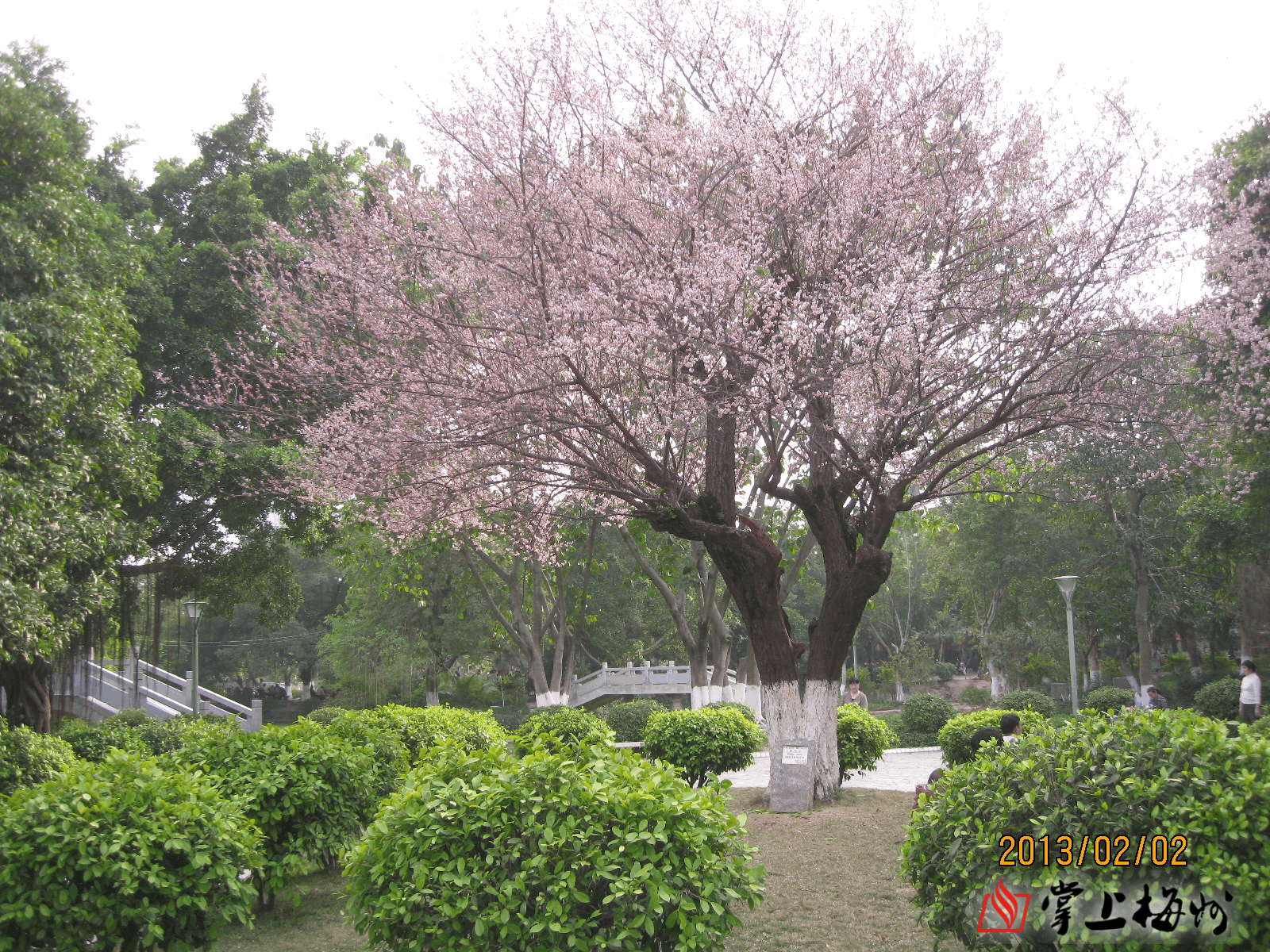 梅州市最美古樹名木之梅花梅江區文化公園梅花島梅花桃紅宮粉梅