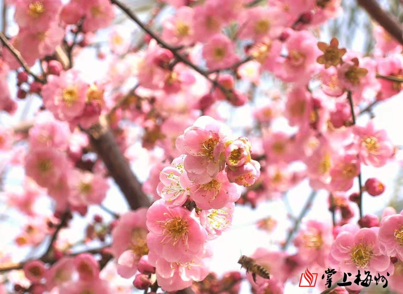 梅州市最美古树名木之梅花蕉岭县三圳镇东岭村梅花红花梅