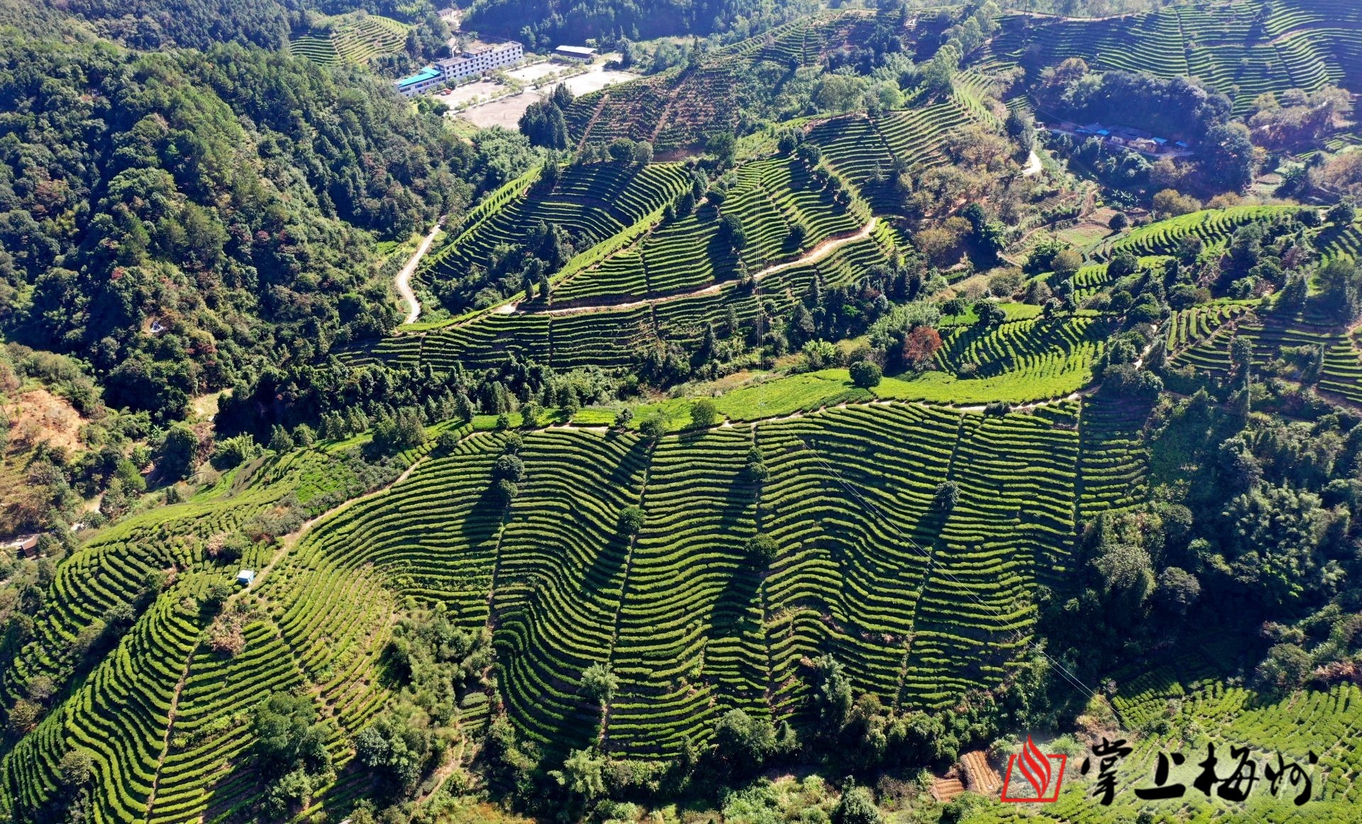 昔日万亩茶田今欲再振雄风67兴宁市合水镇这样打响茶品牌