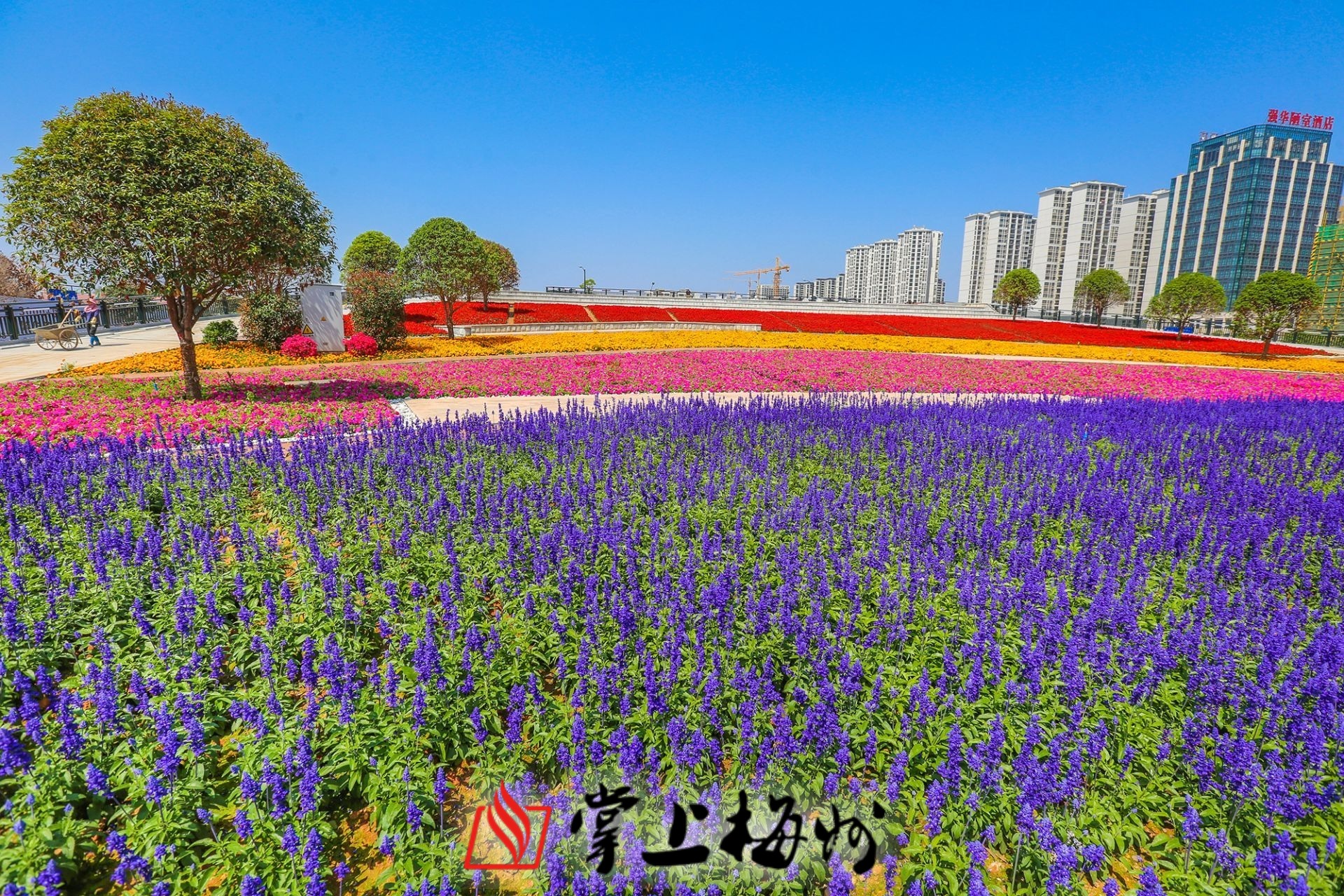 温州花海景区图片