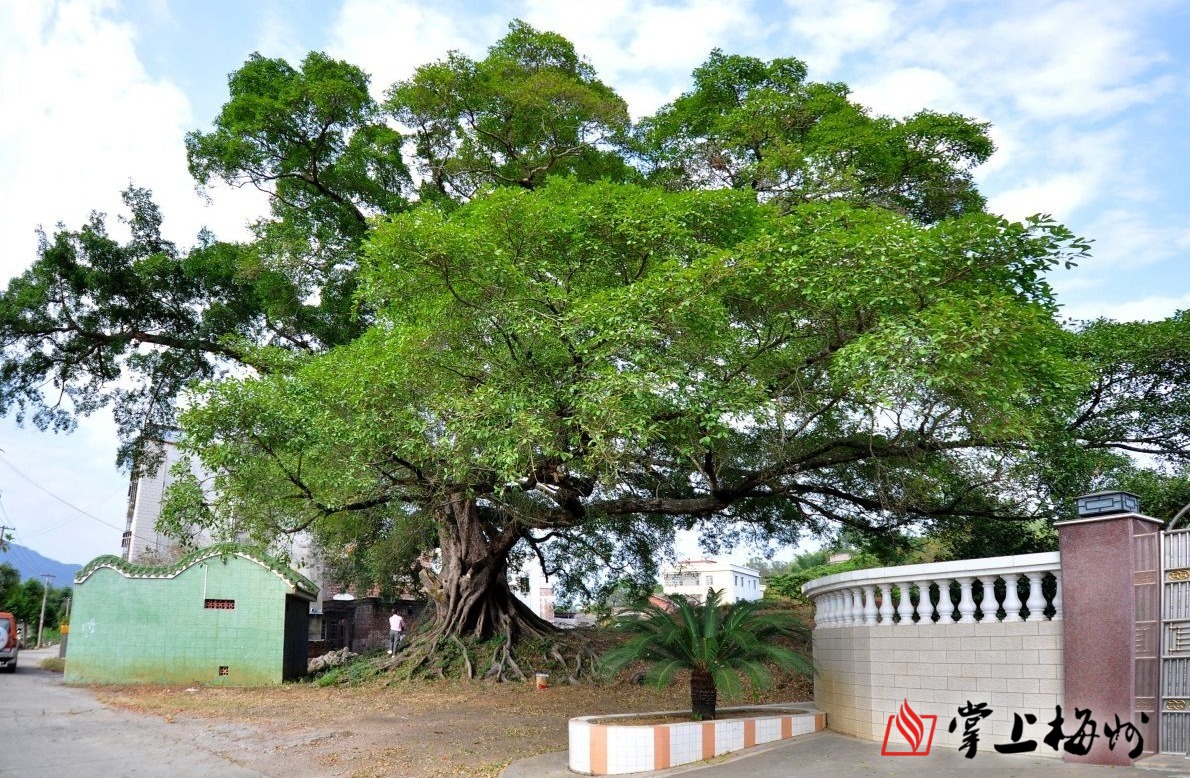 梅州市最美古树名木之榕树平远县大柘镇梅东村榕树雅榕