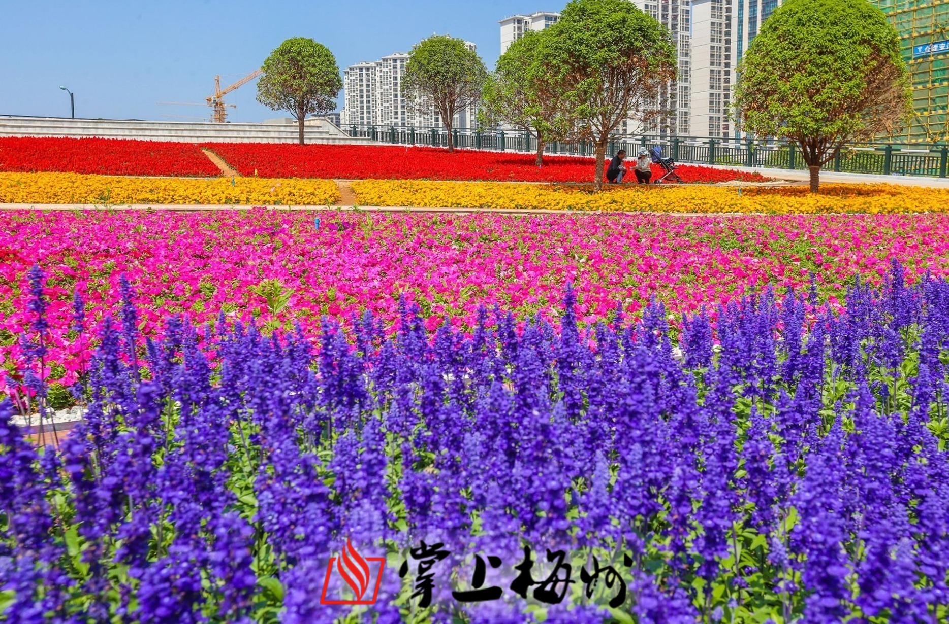 春天,来绿轴花园广场,奔赴这场与花海的约会叭!