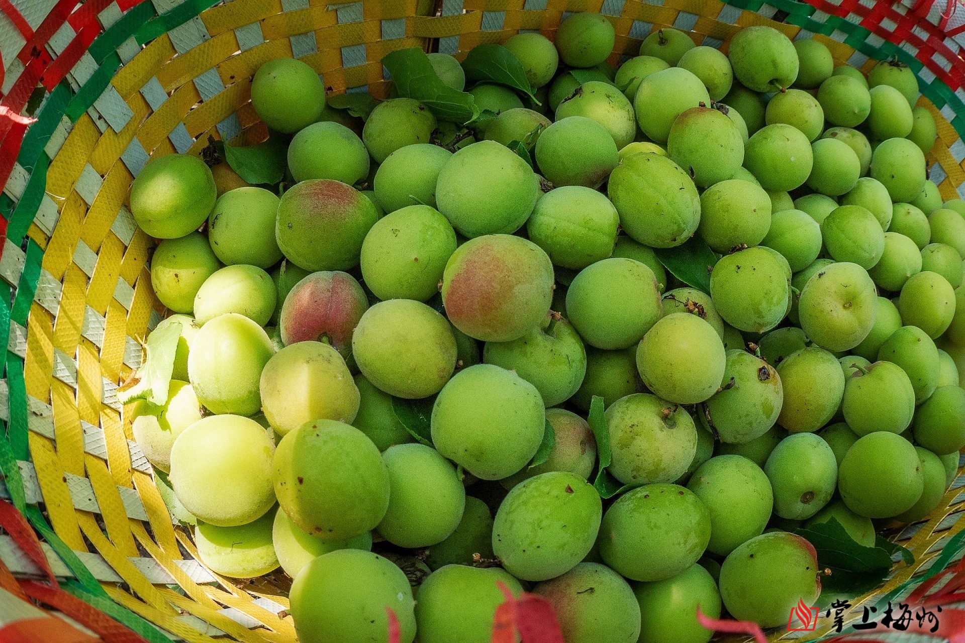 忍住别流口水梅县三乡的青梅熟啦酸酸甜甜真开胃