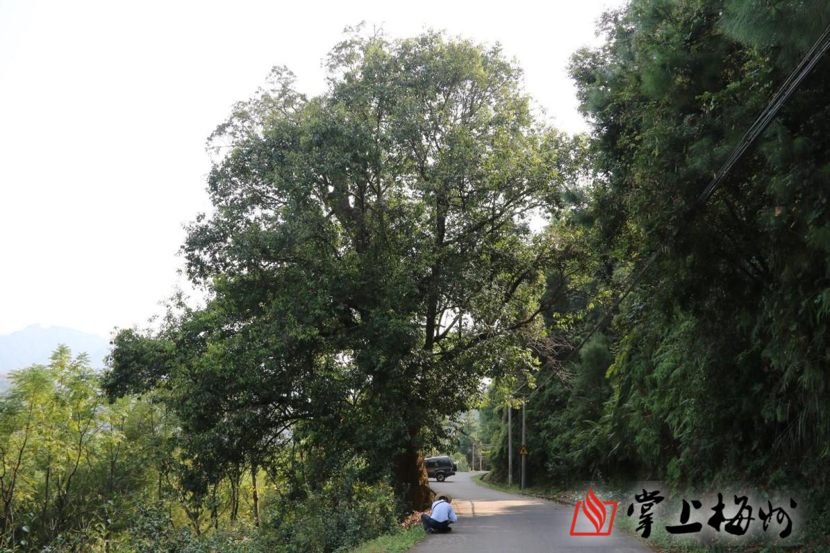 野生椎子树图片图片