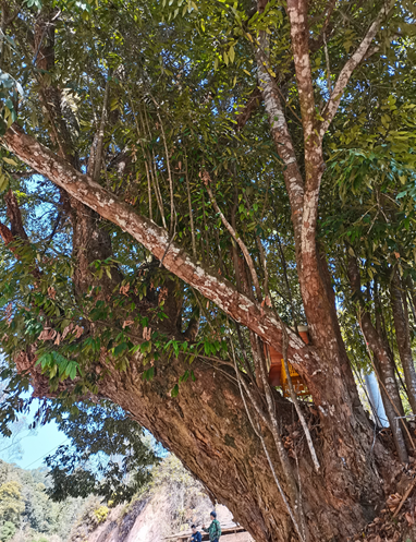野生椎子树图片图片