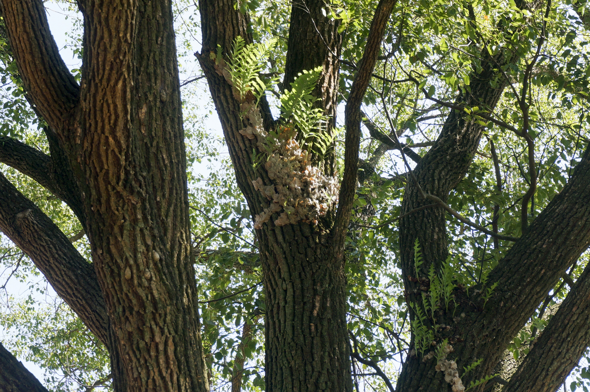 梅州市最美古树名木之樟树平远县石正镇马山村樟树