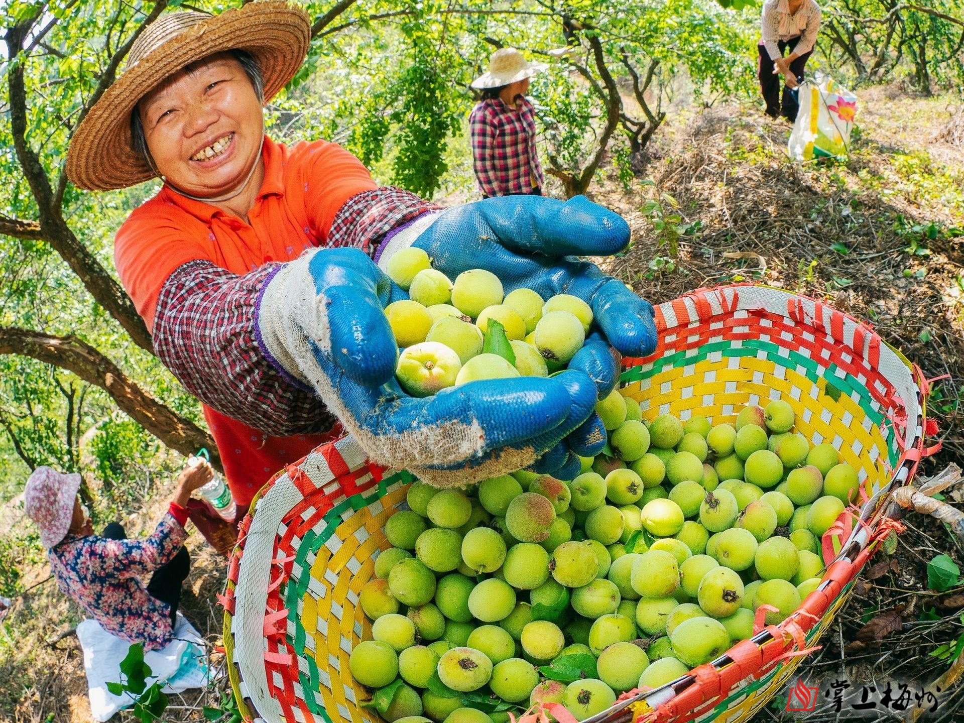 忍住别流口水梅县三乡的青梅熟啦酸酸甜甜真开胃