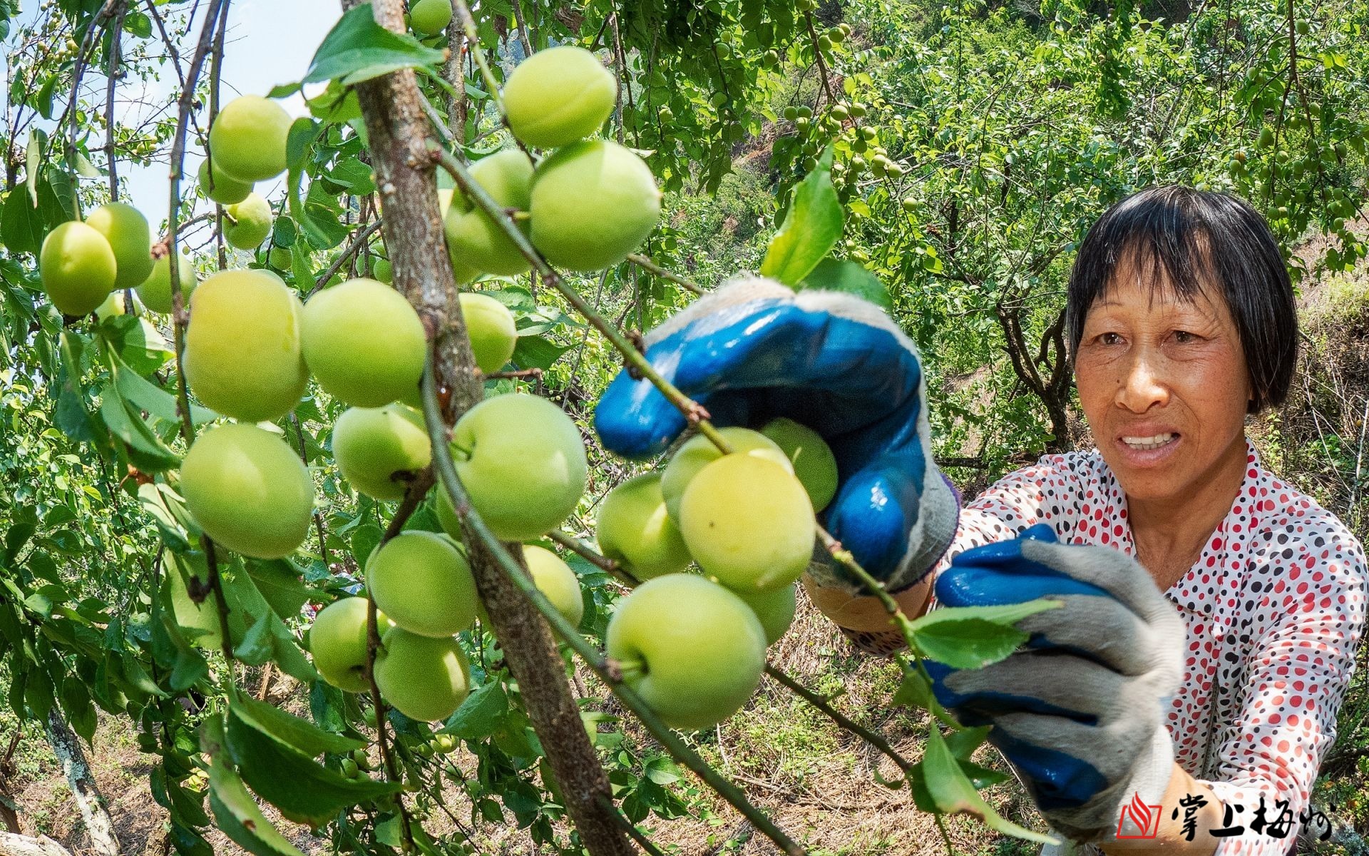 颗青翠欲滴的青梅沉甸甸挂在枝头,如珠似玉,村民们有的爬树上采摘青梅