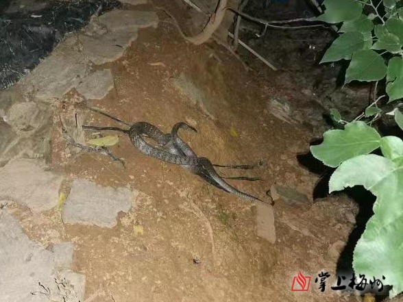 为保证蛇和人均不受到伤害的前提下顺利捉蛇,两名专业师傅根据经验