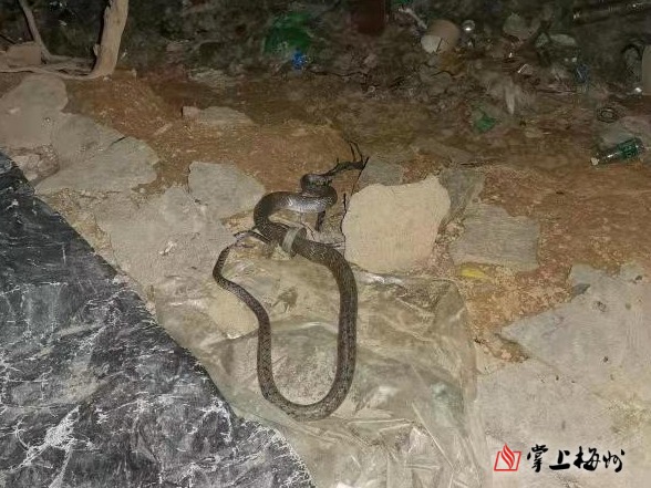 为保证蛇和人均不受到伤害的前提下顺利捉蛇,两名专业师傅根据经验