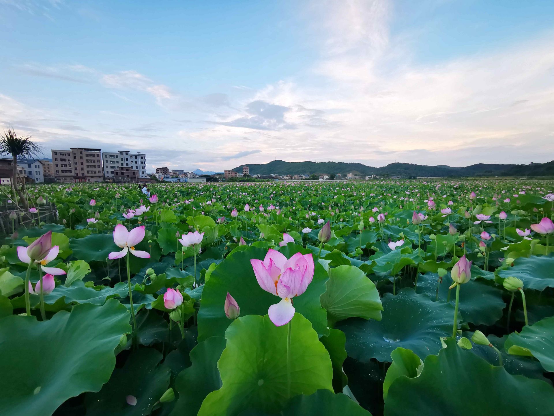 百亩碧荷竞相绽放平远县杞园村的夏天美得一塌糊涂