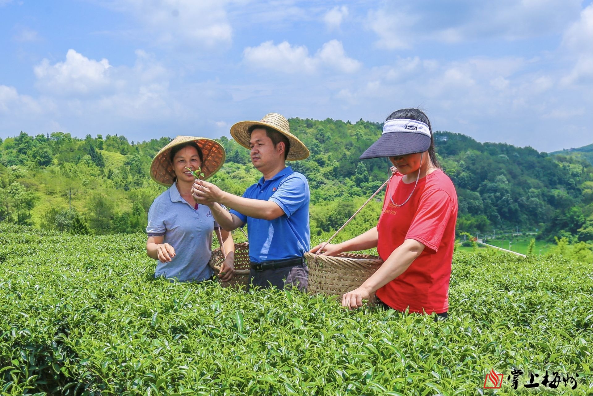 扶贫干部张锦增带动新洲村茶叶产业发展