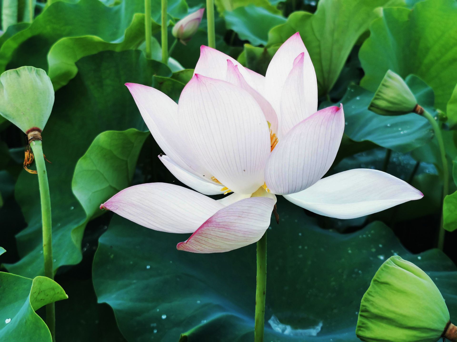 百亩碧荷竞相绽放!平远县杞园村的夏天美得一塌糊涂_掌上梅州