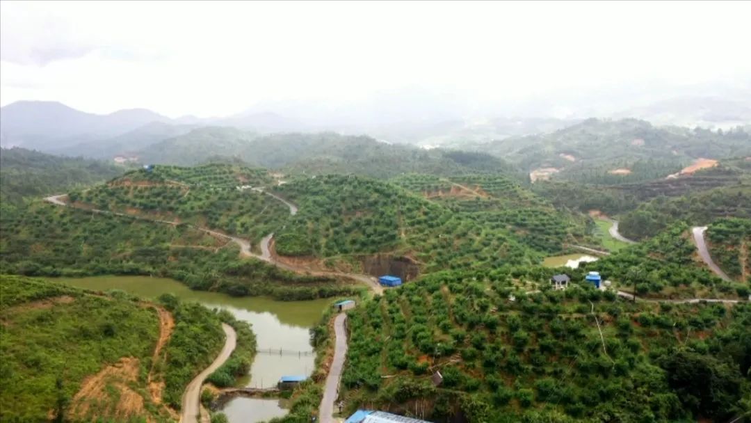 满园桃李香 采摘正当时!丰顺县八乡山镇马山村的鹰嘴桃成熟啦