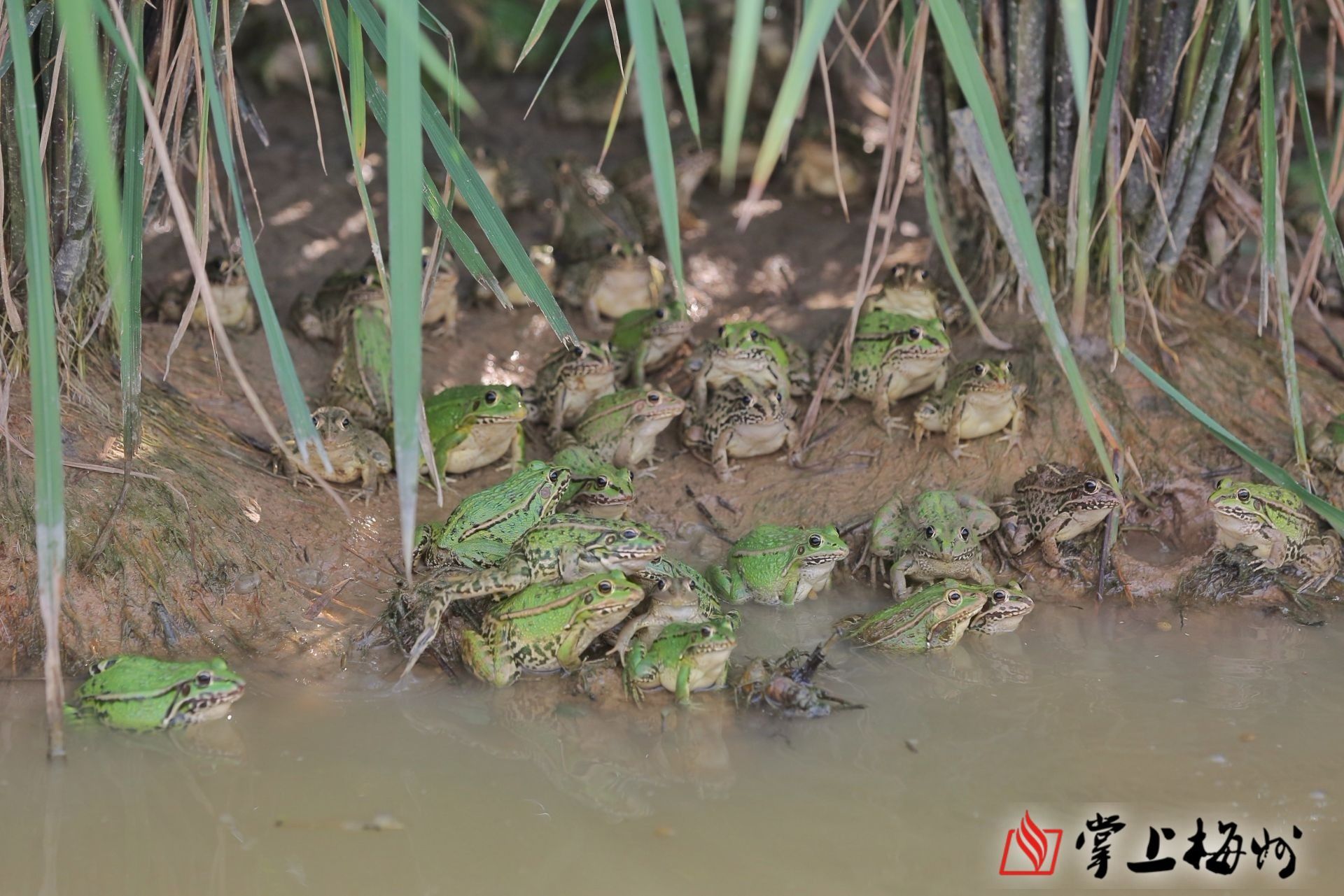 蛙声阵阵,蝉鸣声声我们迎来夏至节气
