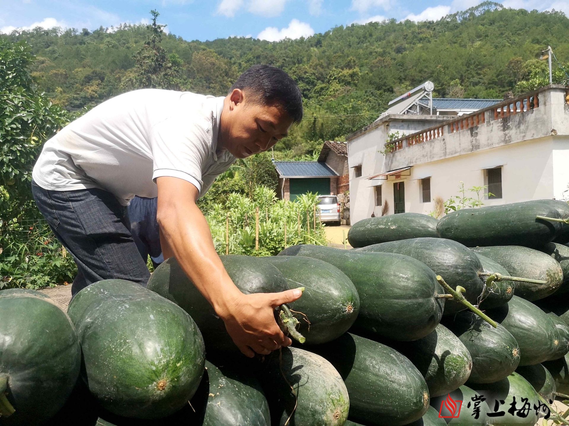 毛瓜销售困难这家企业直接上门收购