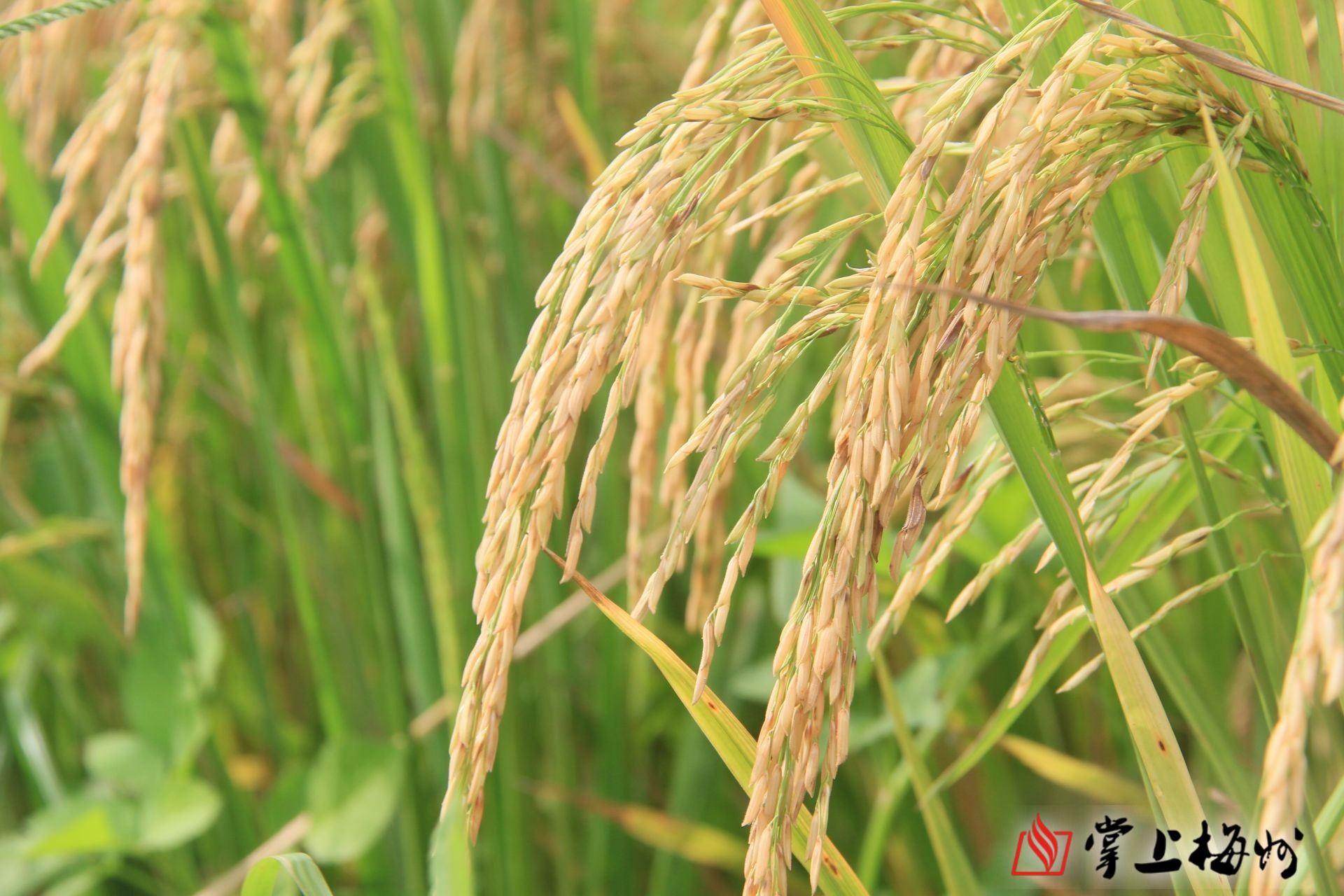 金黄遍野!梅州这里丝苗米喜获丰收!