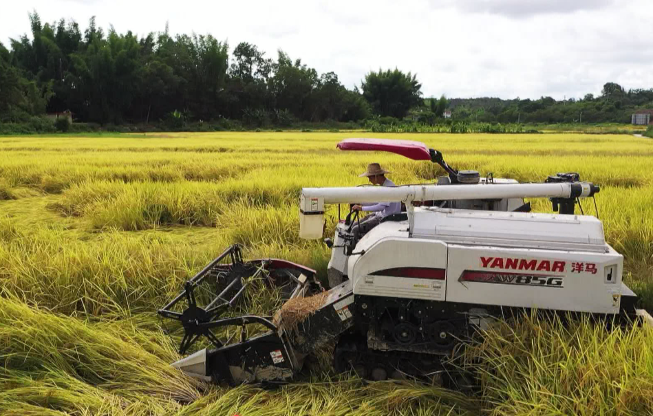 你回家割禾了吗五华早稻快割完了晒谷场等你