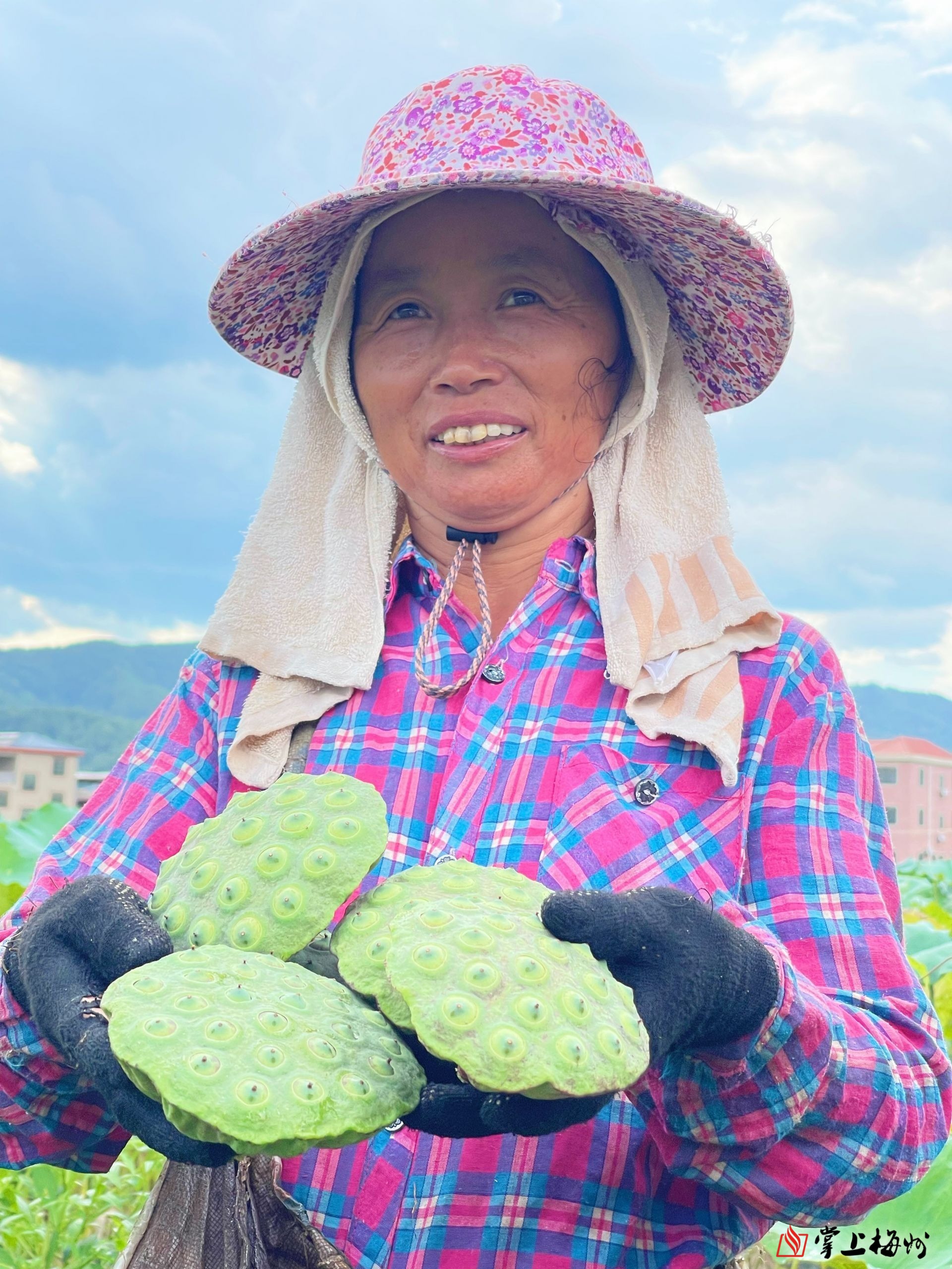 荷花深处莲子熟蕉岭九岭村村民脸上洋溢丰收的喜悦