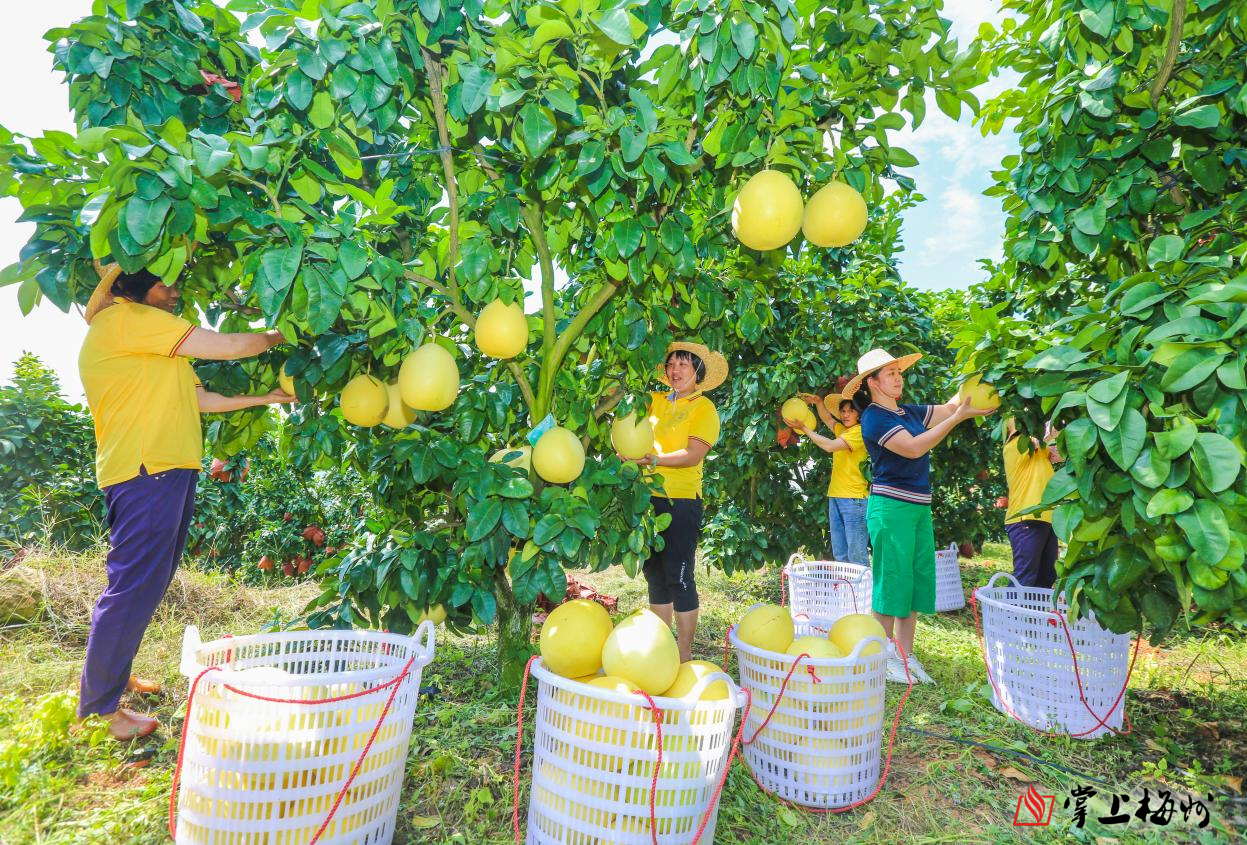 农业发展有限公司的千亩柚园,只见成片种植的柚子林顺着山坡绵延起伏
