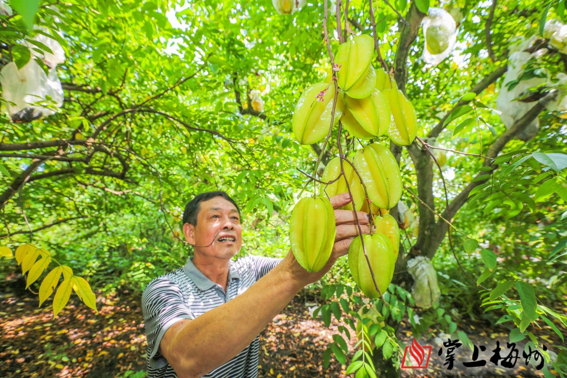 村民侯文芳是村裡的楊桃種植戶,家裡共種植楊桃樹60多棵,每年產值達1