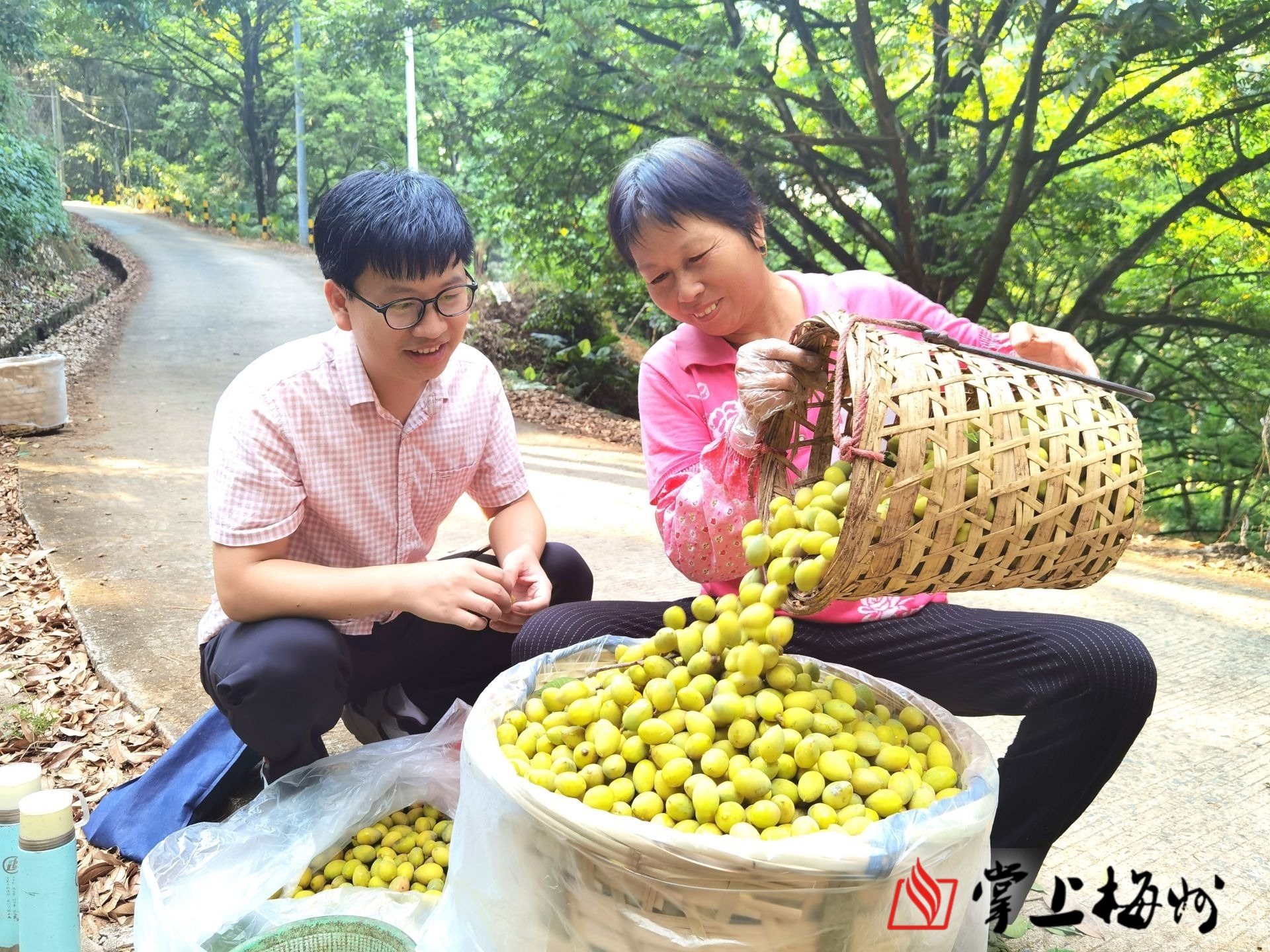 深山披绿装枝头生金果丰顺县留隍镇早熟橄榄喜迎丰收