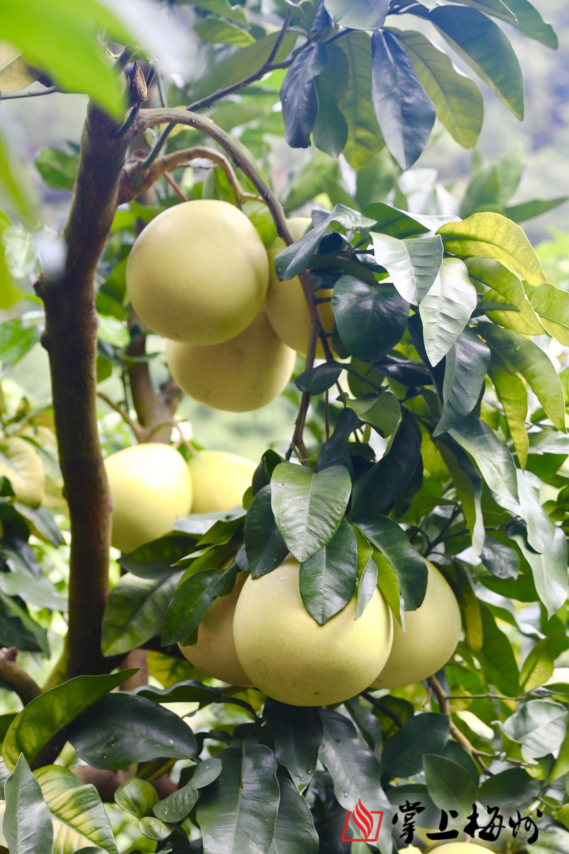 直播回顾丨柚是一年丰收季2021梅州柚大埔蜜柚开采节今日启幕