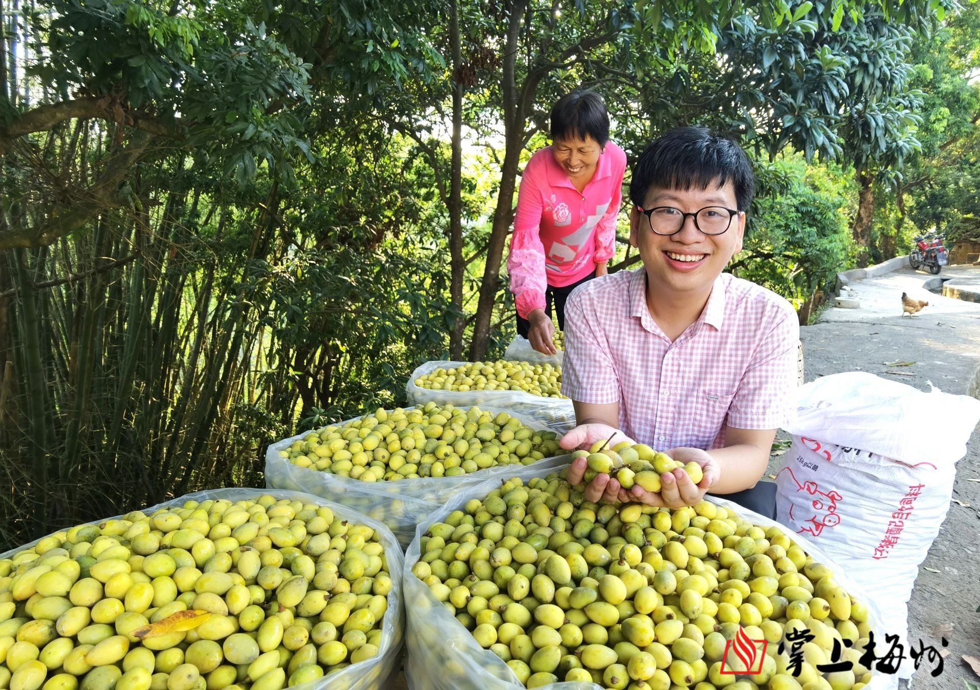 刚采摘的新鲜橄榄经过挑选装进竹筐,准备运往市场.