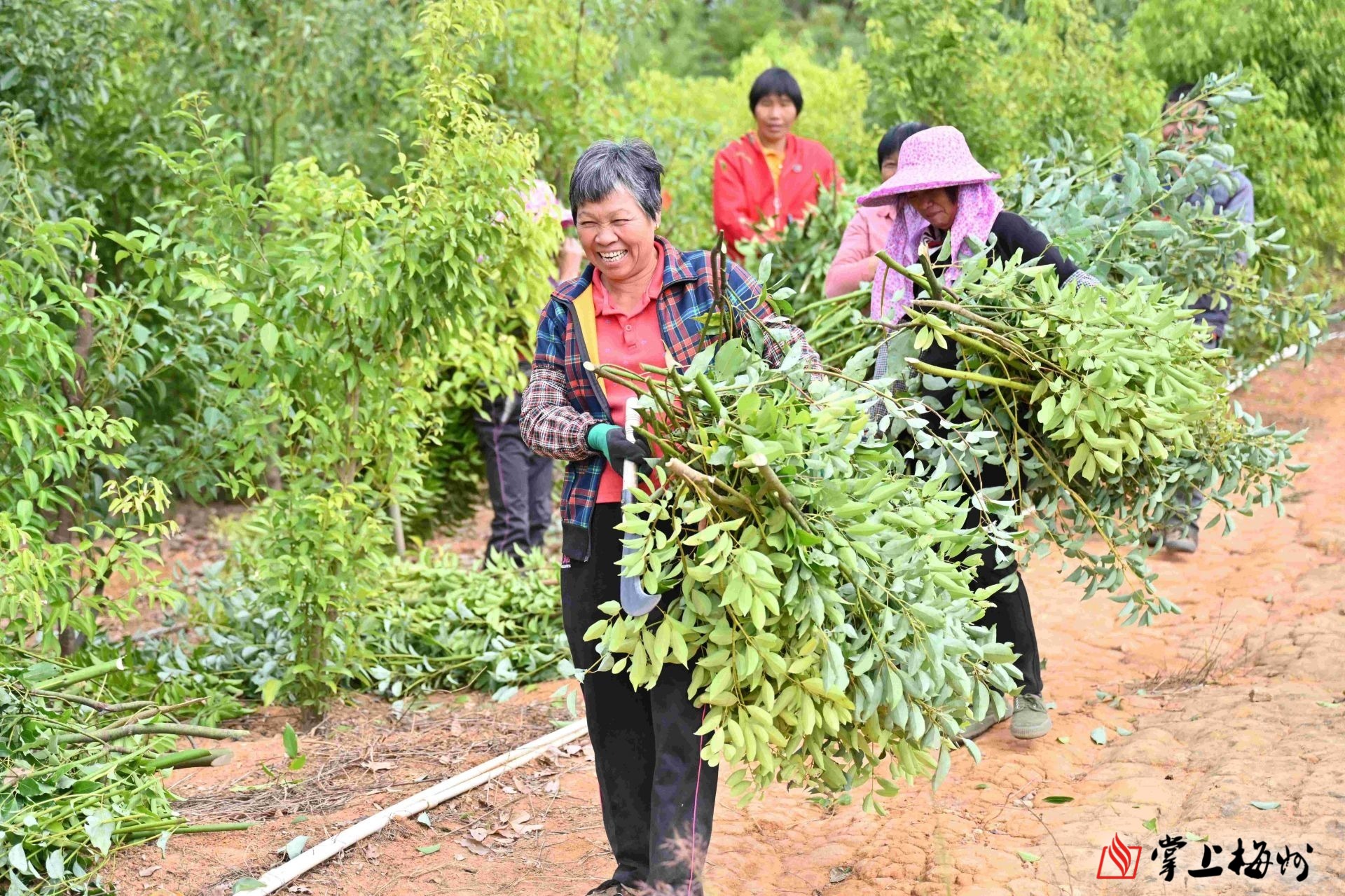 东石镇茅坪村合作社发展的南药梅片树种植基地,村民在采收梅片树.