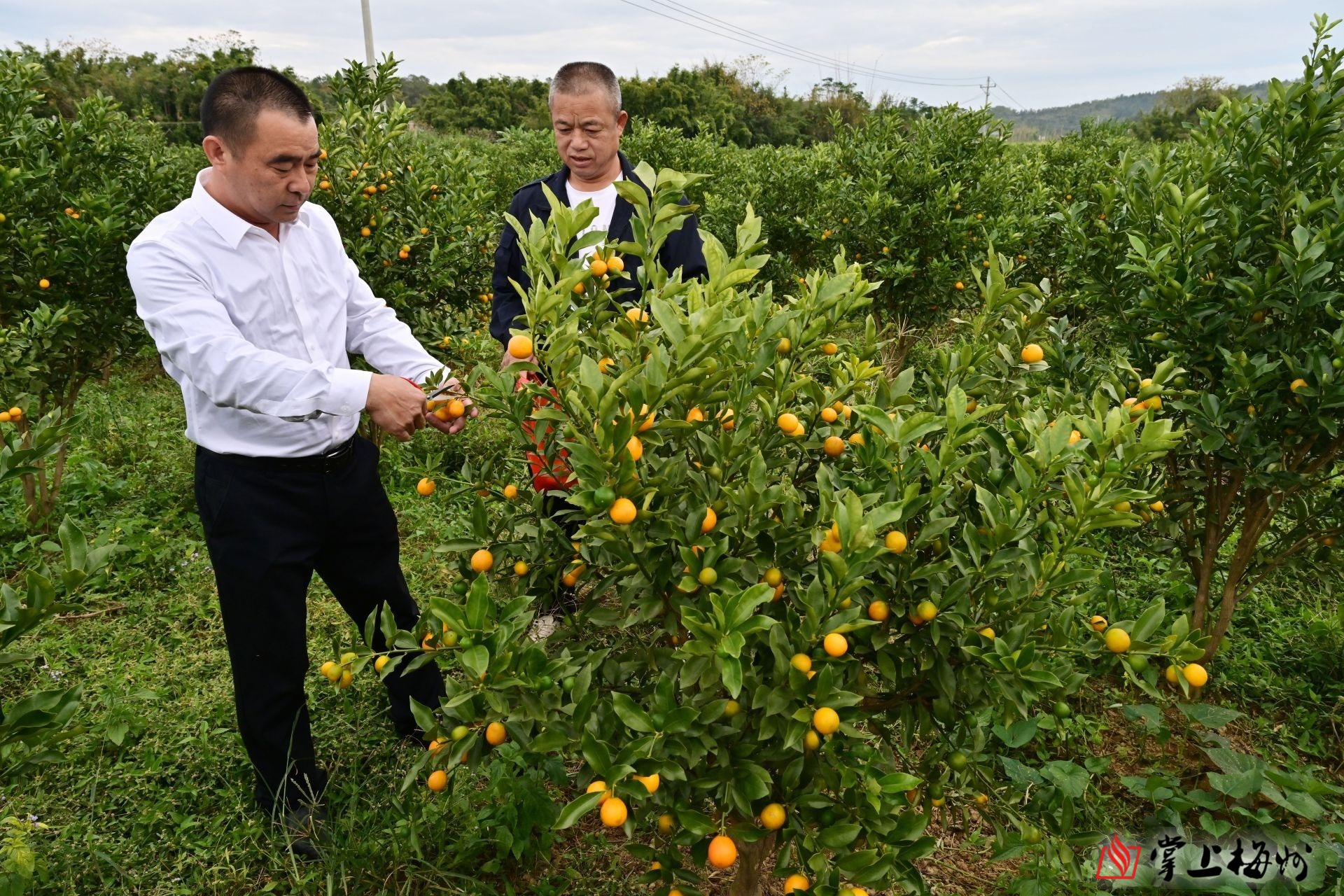 小金桔走红大湾区金果果丰收平远石正镇农户钱袋鼓鼓