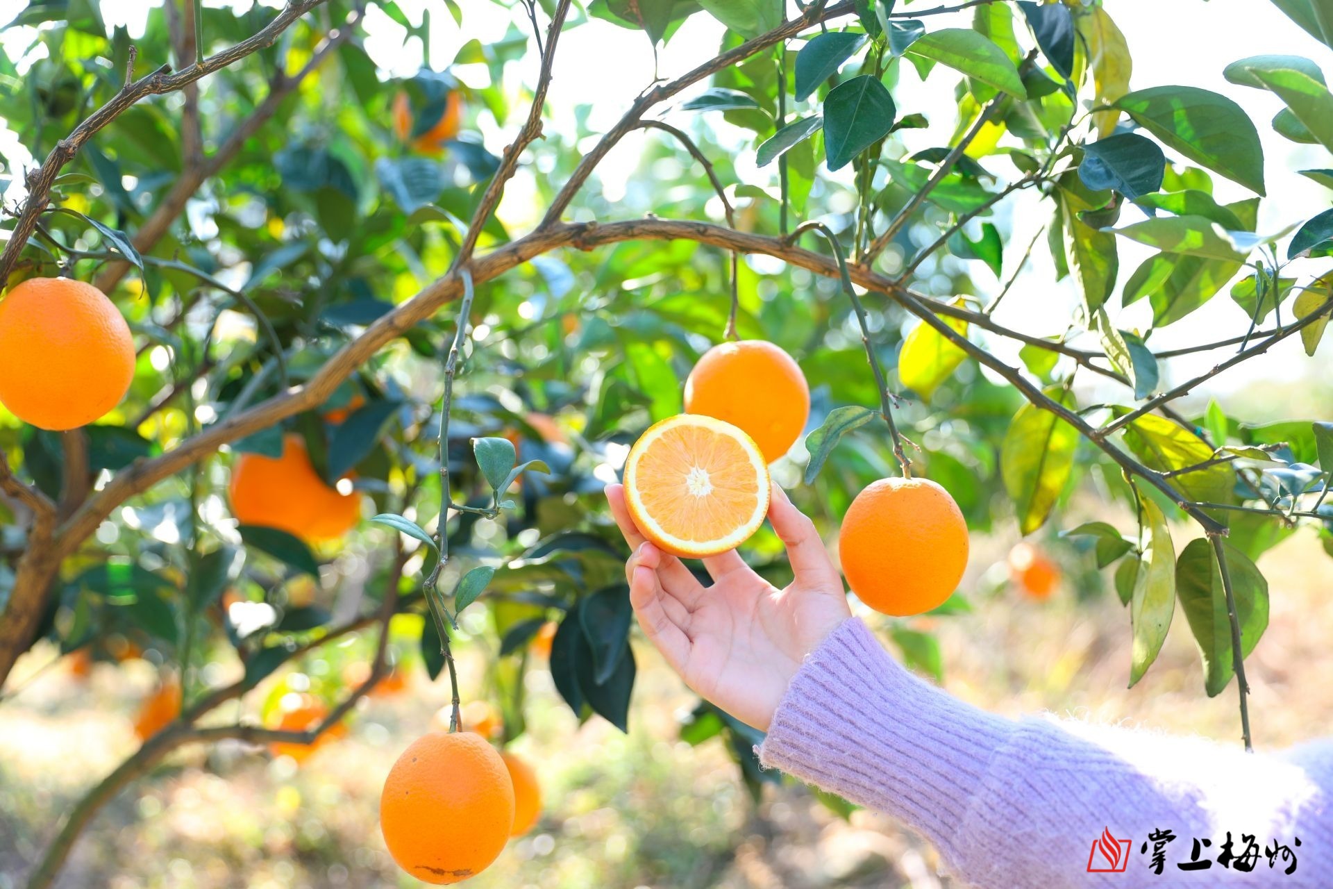(丘琼 摄)精细化管理"橙"意十足"这是第二年挂的果儿,品质都还不错.