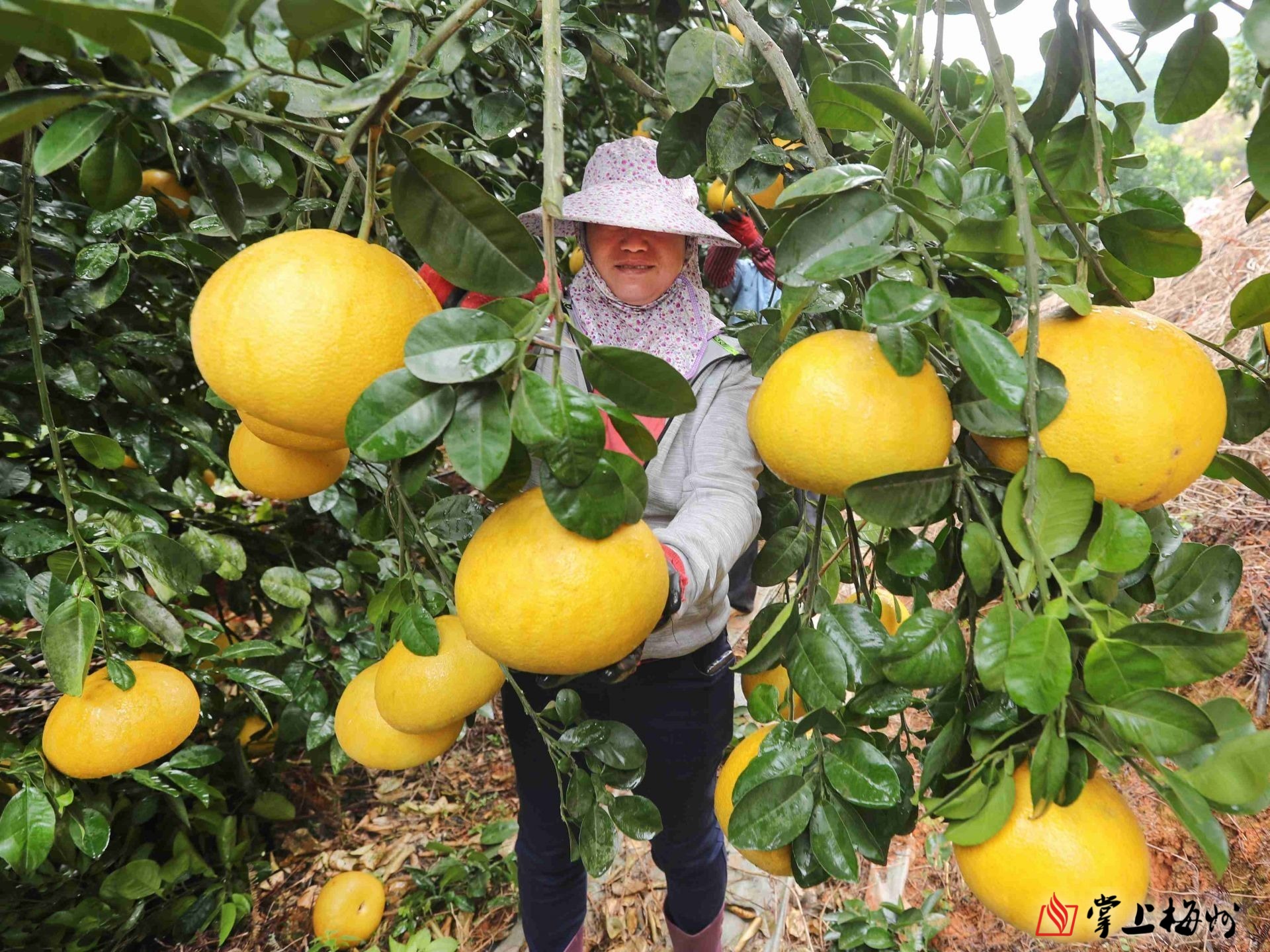 扁圆形的柚子你吃过吗来看梅县区梅西镇龙虎村的柚惑