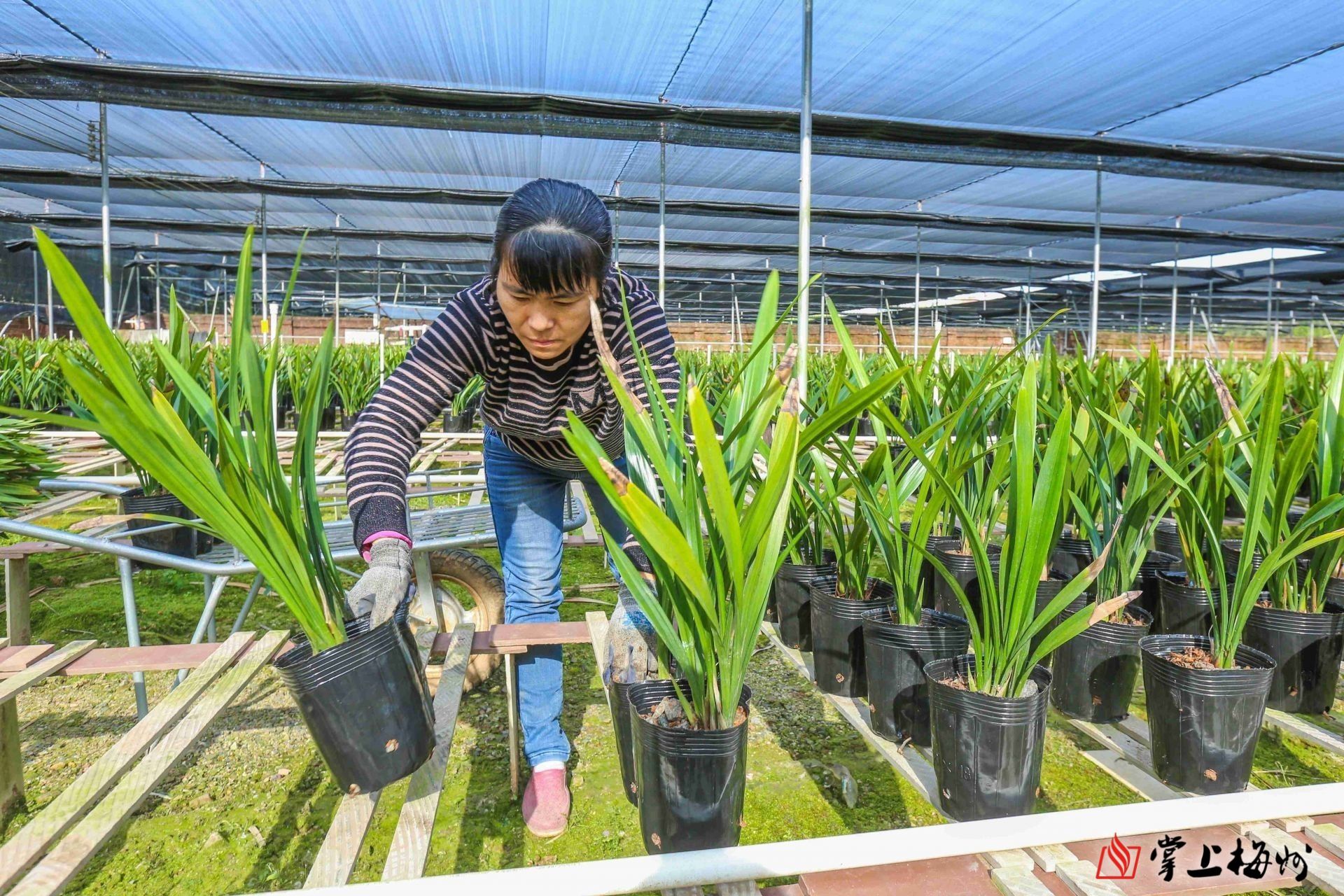 閒田變花田梅縣區南口鎮仙湖村引進企業發展蘭花種植拓寬致富路