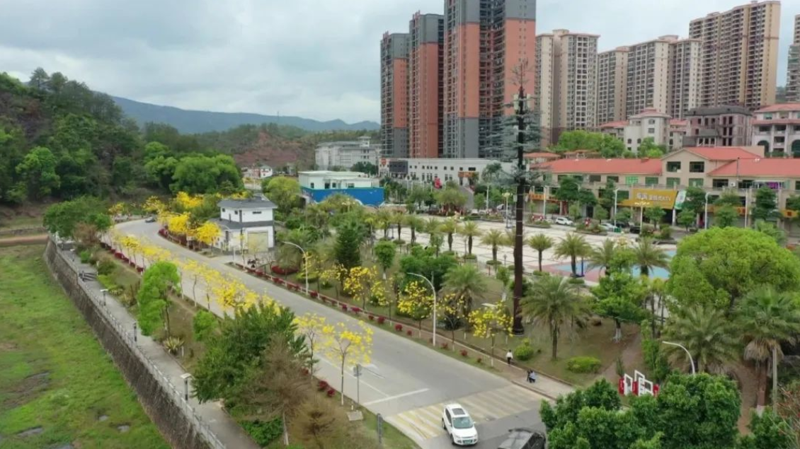 开门就是花园,黄花风铃摇曳平远县城