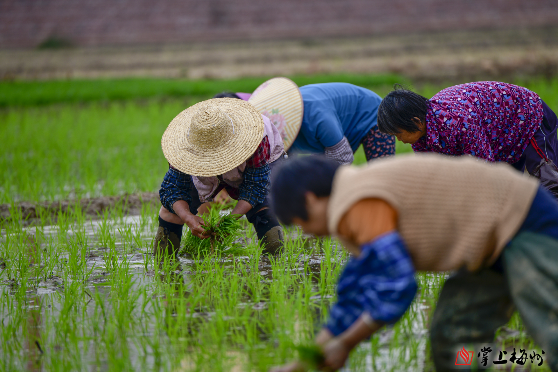 春耕忙播种新希望