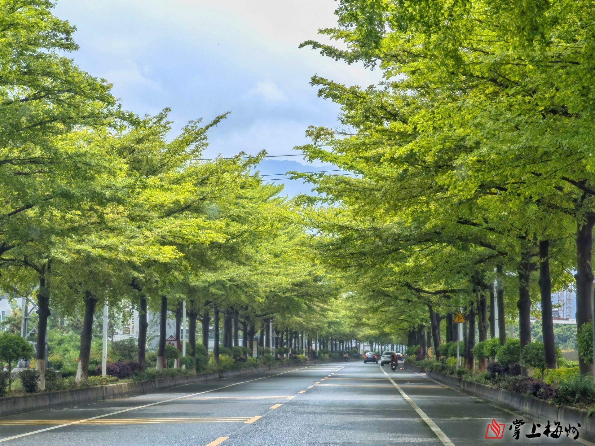 嫩芽新绿弄春风我们走在蕉岭这条通往春天的路上