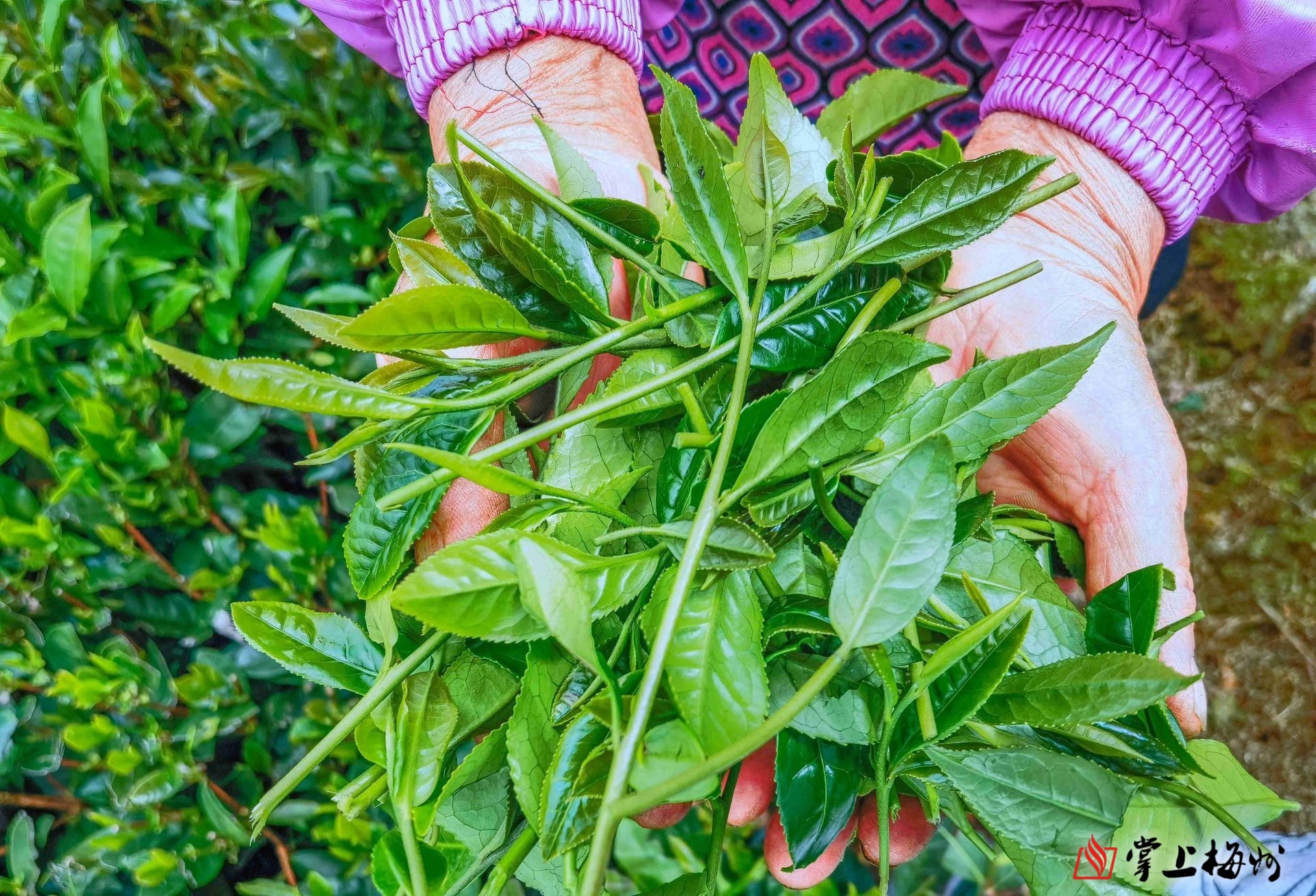 梅江区:清凉山上采茶忙,茶场制茶满园香!_掌上梅州