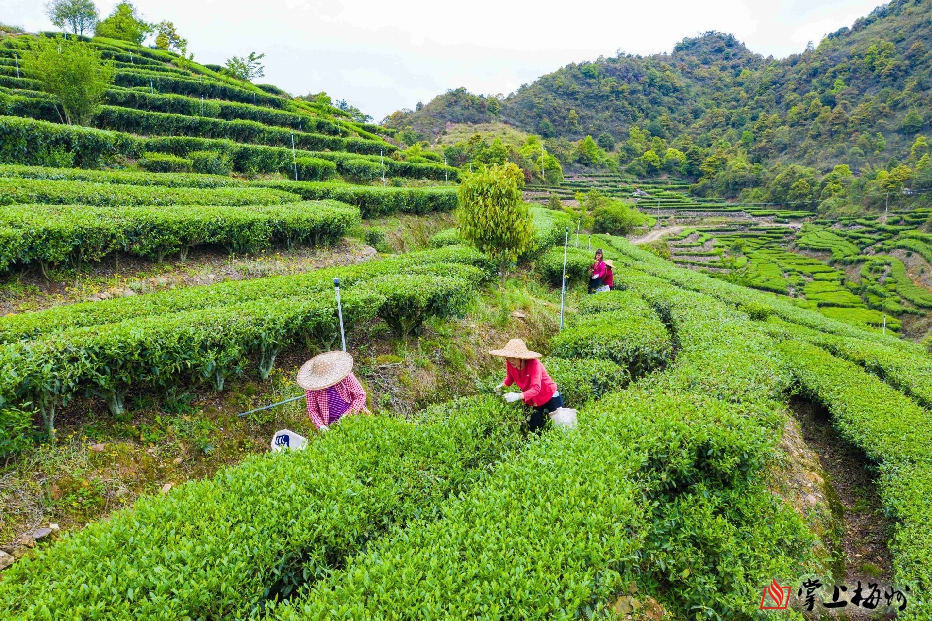 梅江区:清凉山上采茶忙,茶场制茶满园香!_掌上梅州