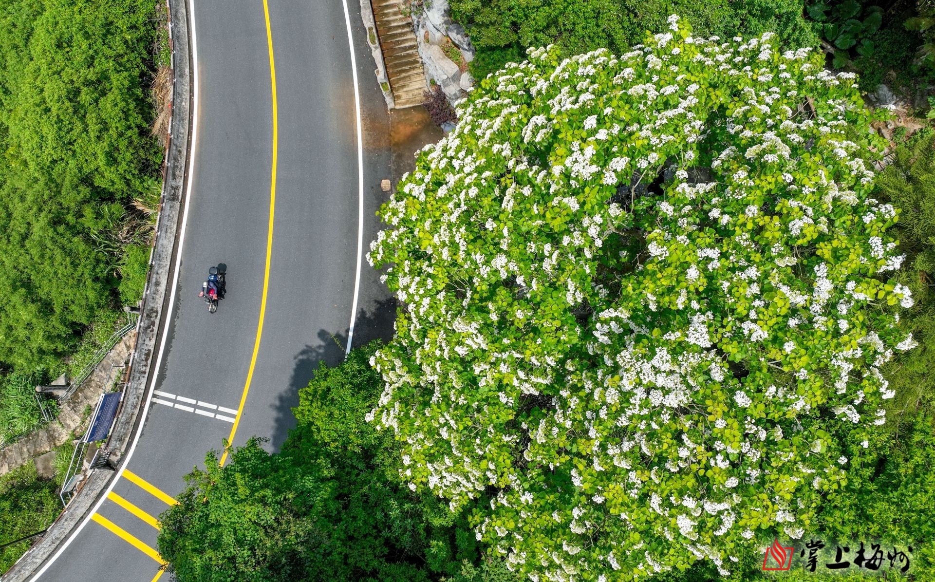 油桐花开映寿乡漫山遍野的四月雪如期而至