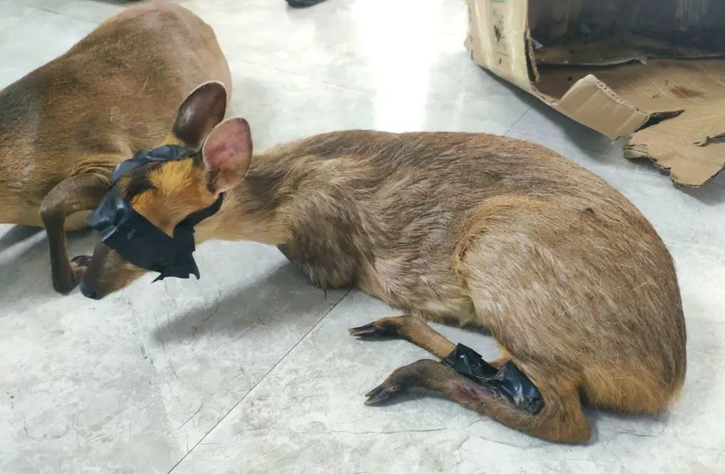 非法收购出售黄猄这名男子在蕉岭被抓