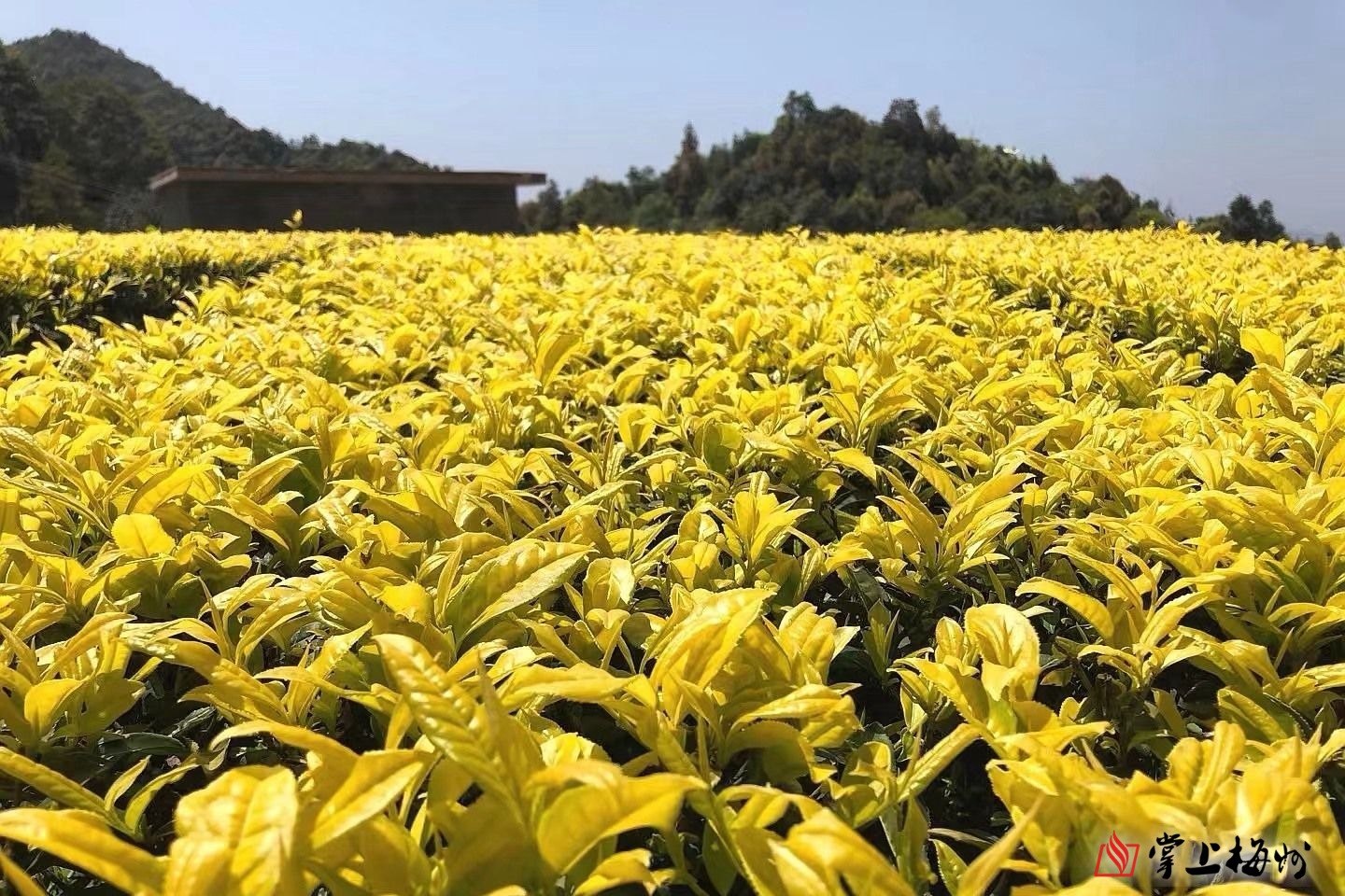 漫山黄金芽照亮致富路梅江台创园茶企示范种植新品种
