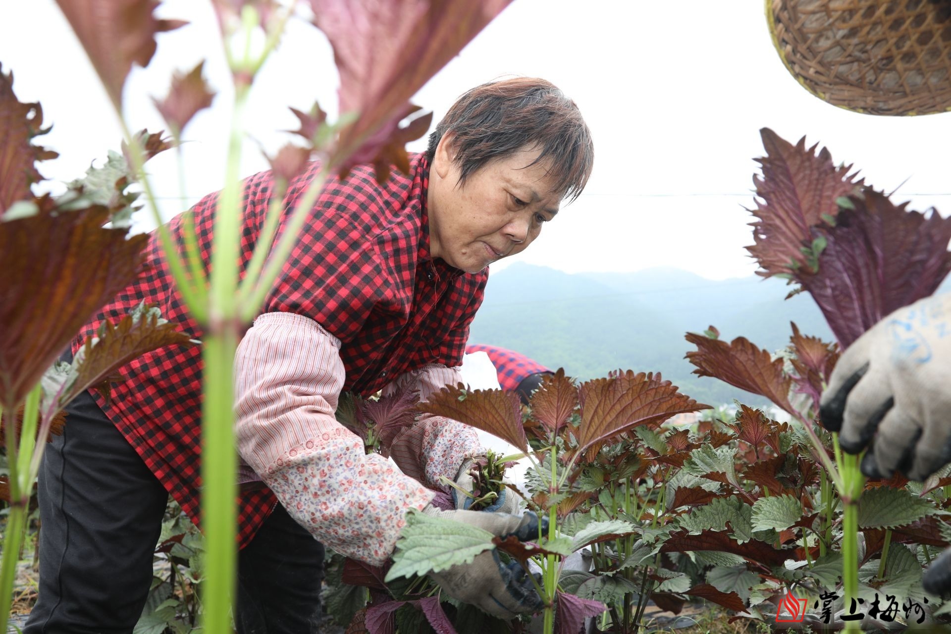 "在蕉岭县蕉城镇叟乐村紫苏种植基地,村民徐冬秀与一众村民手持蛇皮袋