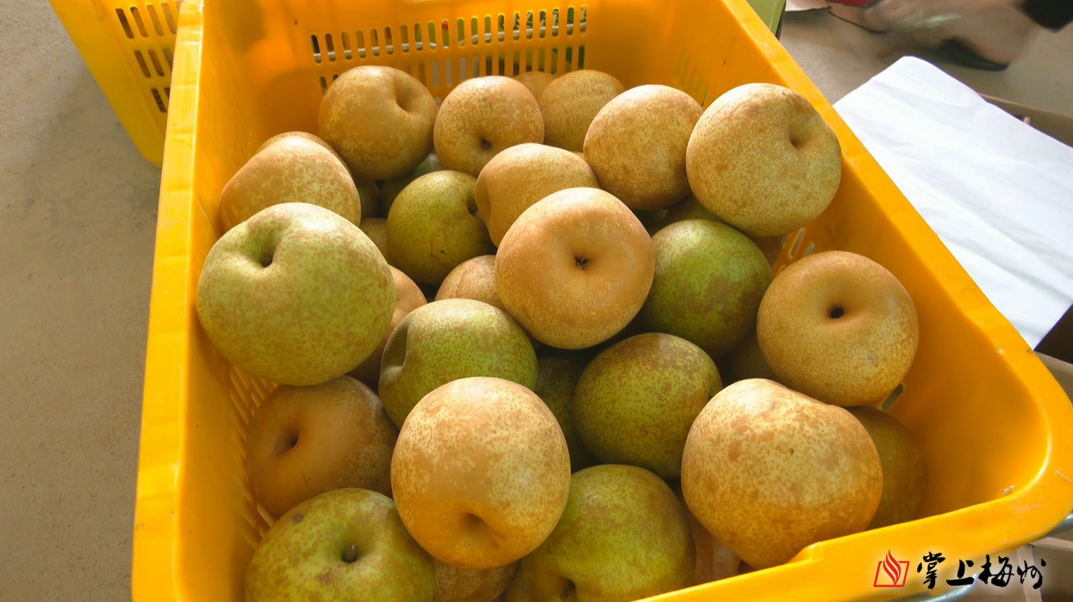 汁多甜脆平远安南村蜜雪梨开摘啦邀你品尝